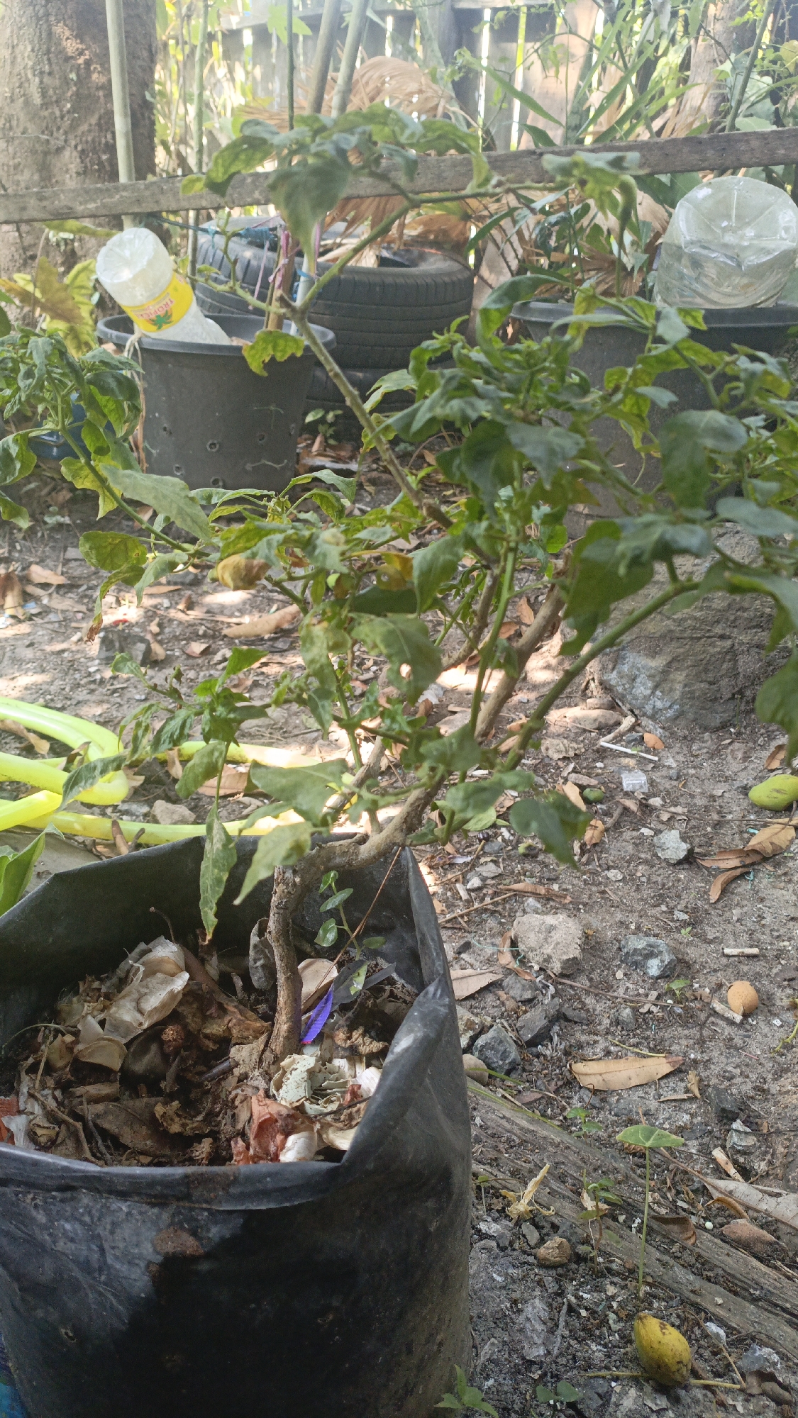 In Gusunge, Indonesia, a close-up shot captures a potted chili plant in a black plastic bag, placed outdoors on a dirt and gravel ground. The plant, with its woody stem and green, slightly curled leaves, shows signs of drying, with some leaves appearing brown and withered. In the foreground, the plastic bag is filled with organic debris, including dry leaves and twigs. Behind the plant, a wooden fence made of planks and bamboo serves as a backdrop. To the left of the plant, a gray plastic pot holds a white plastic bottle with a yellow label, partially filled with liquid. In the background, discarded car tires are visible, suggesting a resourceful or possibly cluttered environment. The ground is littered with fallen leaves, small stones, and some scattered organic matter. A single yellow, oval-shaped fruit lies on the ground to the right of the pot, and another similar fruit is visible on a branch of the chili plant. The overall scene suggests an outdoor domestic or garden setting, possibly a back or side yard, in a tropical climate.