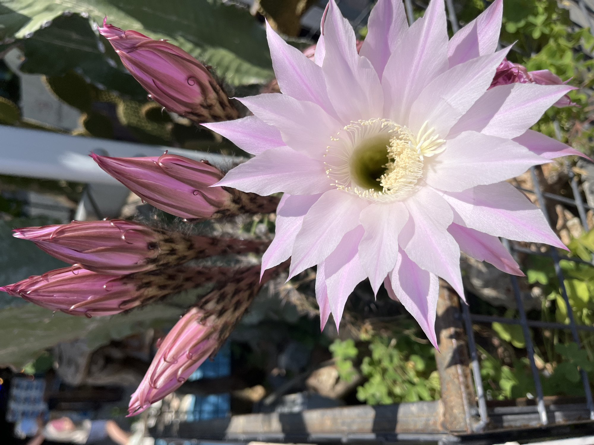 A vibrant close-up photograph captures a large, delicate light pink cactus flower in full bloom, prominently displayed in the upper right quadrant of the image. Its numerous petals fan out gracefully, revealing a pale green inner throat surrounded by a dense cluster of white and cream-colored stamens.
To the left and below the fully opened flower, several elongated, deep magenta-pink flower buds are visible in various stages of development. These buds show darker striped patterns and possess fine, hair-like textures along their bases.
The background is softly blurred, featuring various shades of green foliage, suggesting other plants or parts of the cactus itself. In the lower foreground, a weathered, dark metal grid or fence structure is partially visible, indicating an outdoor setting, possibly a garden or a nursery. The bright, natural sunlight illuminating the flower suggests a clear, sunny day. No text is visible in the image. The scene conveys the natural beauty and intricate detail of a flowering cactus, consistent with an outdoor plant display in a warm region like Alanya, Turkey.