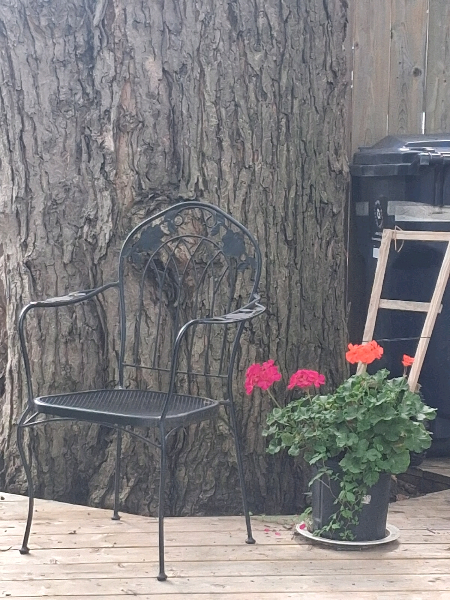An outdoor scene captured on a wooden deck beside a large tree. A dark metal chair with a decorative back is positioned to the left of the frame. To the right of the chair, a potted plant with green foliage and vibrant pink and orange flowers is visible. Behind the plant, a dark trash bin and a wooden ladder-like structure are partially obscured by the foliage. The background consists of the textured bark of the tree and a weathered wooden fence. There are no people or animals present in the image. The image does not contain any information that would indicate its location in Toronto, Canada.