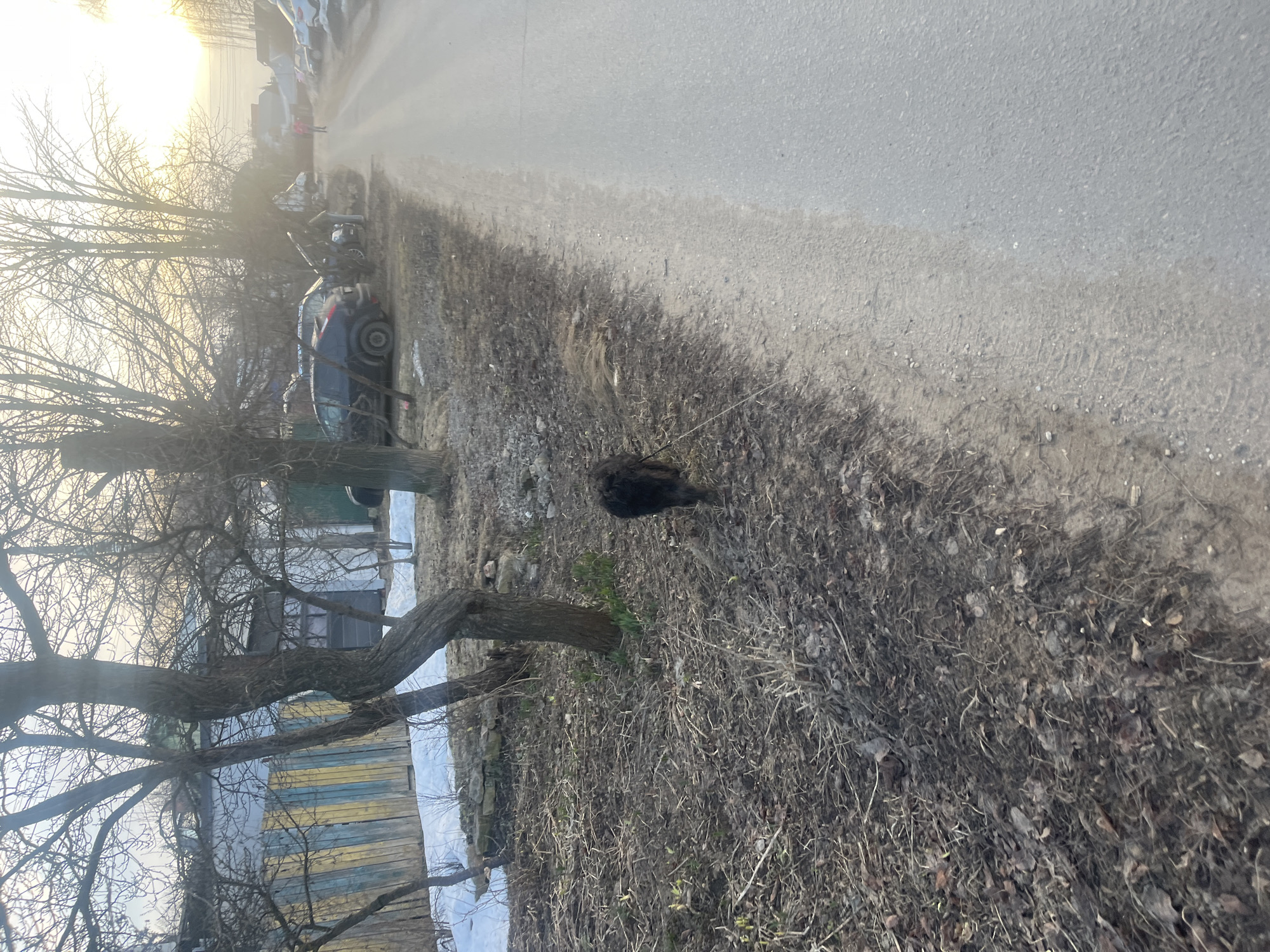 The scene depicts an outdoor environment in Podolsk, Russia, likely during late winter or early spring, characterized by bare deciduous trees and remnants of snow. The lighting suggests late afternoon or early morning, with a low sun angle producing a soft, hazy glow in the sky.
In the immediate foreground, a black, shaggy-coated dog with a thin leash trailing behind it is walking away from the viewer on a dirt path covered with dried leaves, twigs, and some emerging green sprouts. To the left of the path, several bare trees with gnarled trunks and branches stand. Beyond these trees and the path, a wooden fence painted in alternating vertical strips of light blue and yellow marks a property boundary. Behind the fence, a building with a light-colored facade is partially visible, along with additional bare trees and patches of snow on the ground.
To the right of the dirt path, a paved asphalt road extends into the distance. Along the right side of this road, several vehicles are parked. A dark blue hatchback with dirty wheels is prominent among them. One individual is observed standing near the open hood of a white or light-colored car, appearing to inspect or work on the engine. Further down the road, two figures, one wearing a bright pink or red jacket, are walking away from the viewer. Additional buildings and trees are visible in the distant background, beneath a bright, somewhat hazy horizon.