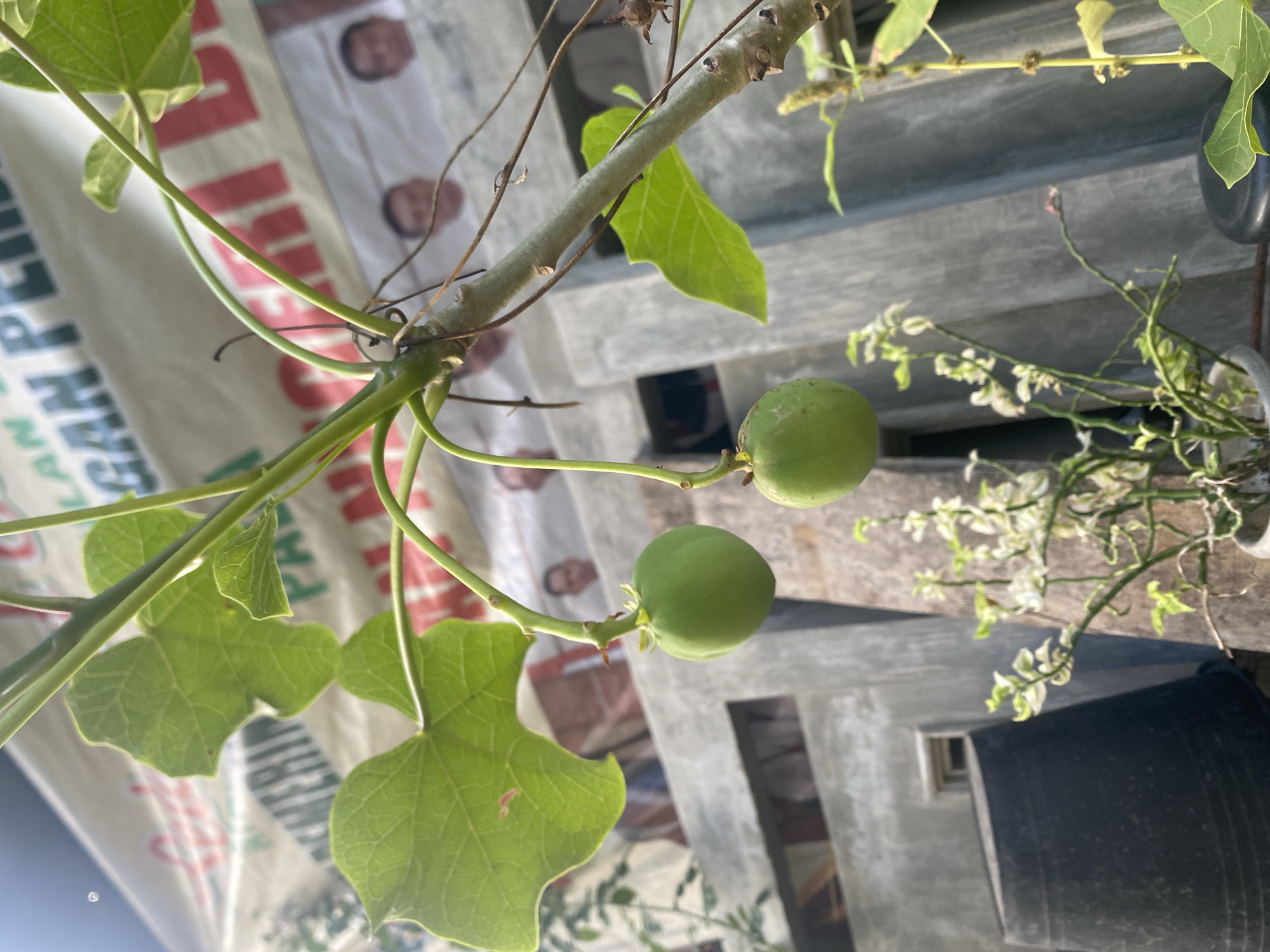 The image shows a Jatropha plant with two green, unripe fruits. The plant has palmate leaves and a light-colored stem. The background is blurred, but shows what appears to be a gray wall or structure and a banner with faces on it. There is another potted plant with small, variegated leaves to the right. The location is indicated as Buketteukuh, Indonesia.