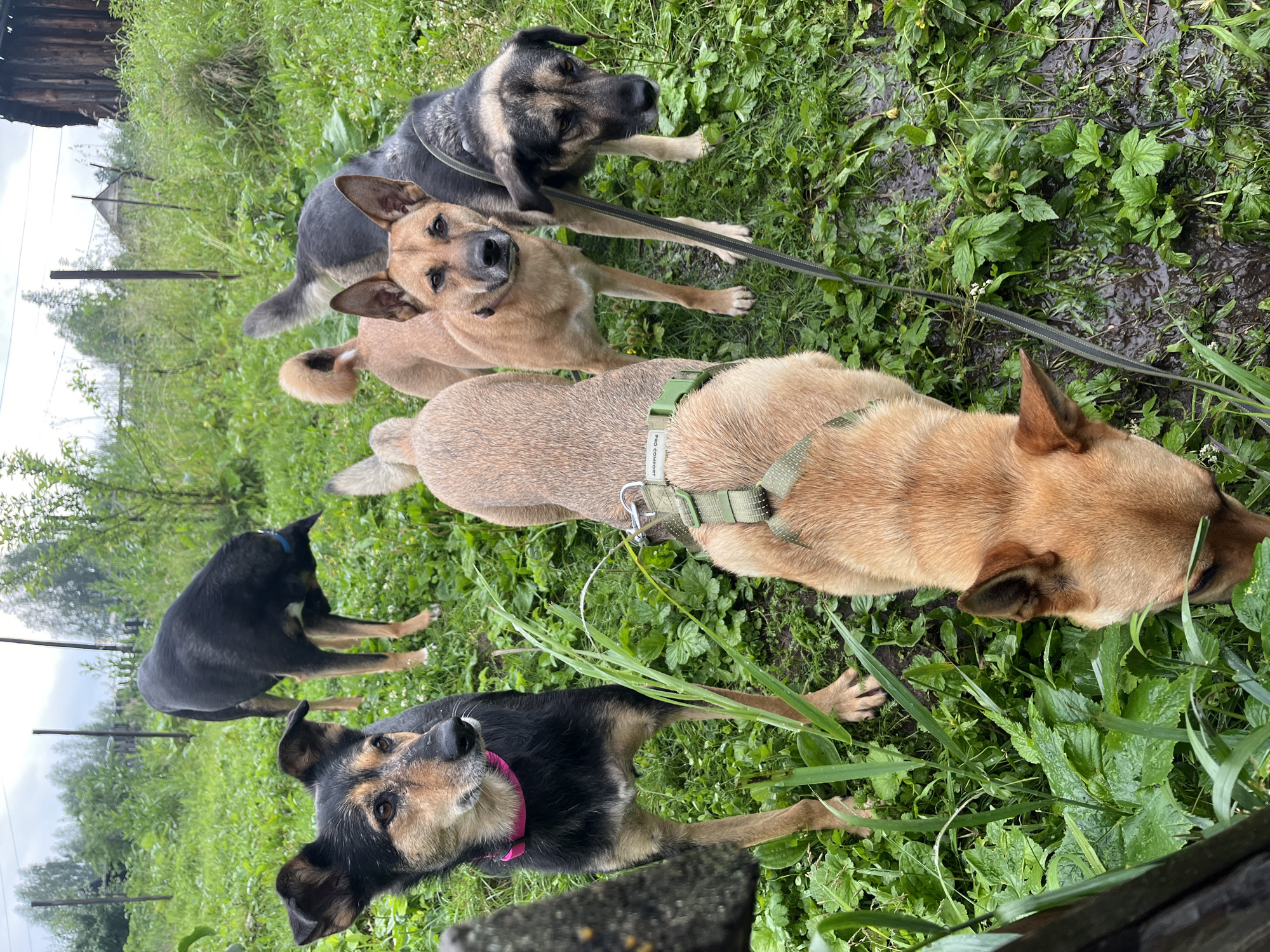 The image shows a group of dogs in an outdoor setting with lush green grass and some muddy patches. The dogs appear to be a mix of breeds, with varying coat colors including black, tan, and grey. One dog, a black and tan mix with a pink collar, is in the foreground, looking directly at the camera with an alert expression. Behind it, a tan dog is lying down, its head facing away from the viewer. Further back, another tan dog is standing, looking to the side. The largest dog in the image is a grey and black German Shepherd type, standing and looking up and to the right. All the dogs seem to be on leashes.
The setting appears to be a rural or suburban backyard, with a wooden fence and some greenery visible in the background. The grass is wet, suggesting it has recently rained or is a damp environment. The sky is overcast, indicating a cloudy or possibly rainy day. The overall mood is natural and informal, capturing a moment with the dogs outdoors. The image is taken from a slightly high angle, looking down at the dogs. No explicit text is visible in the image. The location context of Nizhny Tagil, Russia, suggests a potentially cooler climate, which aligns with the damp and overcast conditions.