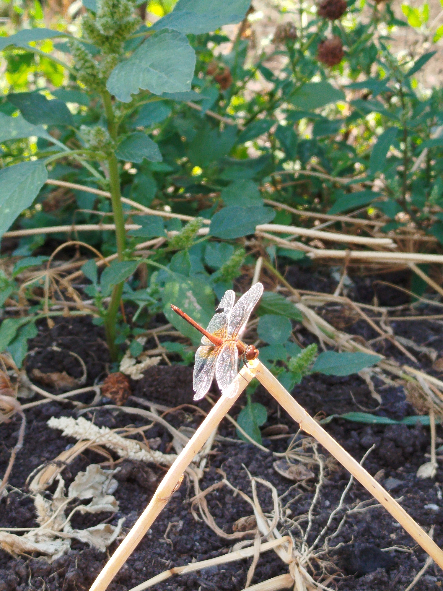 A close-up shot shows a dragonfly perched on a diagonal twig in a garden setting. The dragonfly, with its translucent wings and orange-red body, is the focal point of the image. The background consists of dark soil, dry plant matter, and green foliage, suggesting an outdoor environment. The lighting appears to be natural daylight. The location is identified as Unknown, Unknown.