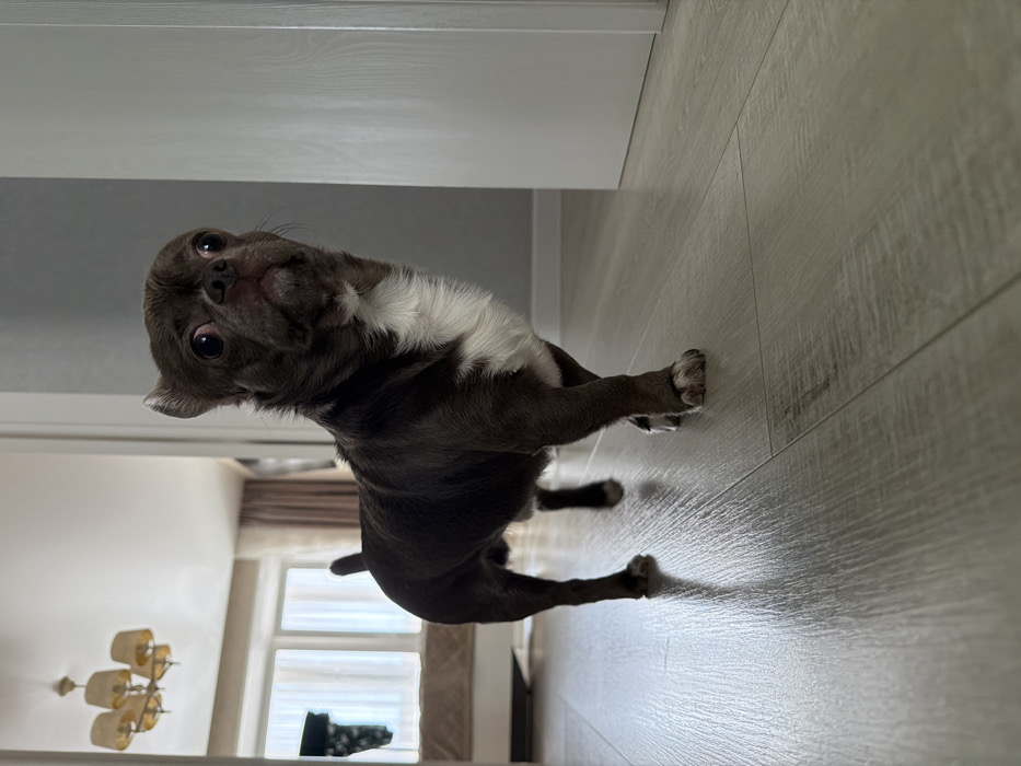 The image captures a small, short-haired canine, identified as a dog, positioned on light-toned laminate flooring. The animal exhibits dark brown fur with a distinct white patch across its chest and neck. Its head is oriented slightly upwards and to the left, revealing wide, dark eyes and an alert expression. The right front paw is elevated, indicating a paused or incipient movement. The environment suggests an indoor residential setting in Votkinsk, Russia. A white door frame and a light grey wall are visible to the dog's immediate right. Beyond a threshold in the background, a brightly illuminated room is discernible, featuring a multi-lamp chandelier with cream-colored shades suspended from the ceiling. Large windows with white frames and light-colored curtains allow significant natural light entry, reflecting on the floor and illuminating a segment of light-colored furniture, possibly a bed or bench. A dark, possibly patterned item hangs on a wall in the far left background. No other subjects or interactions are present.