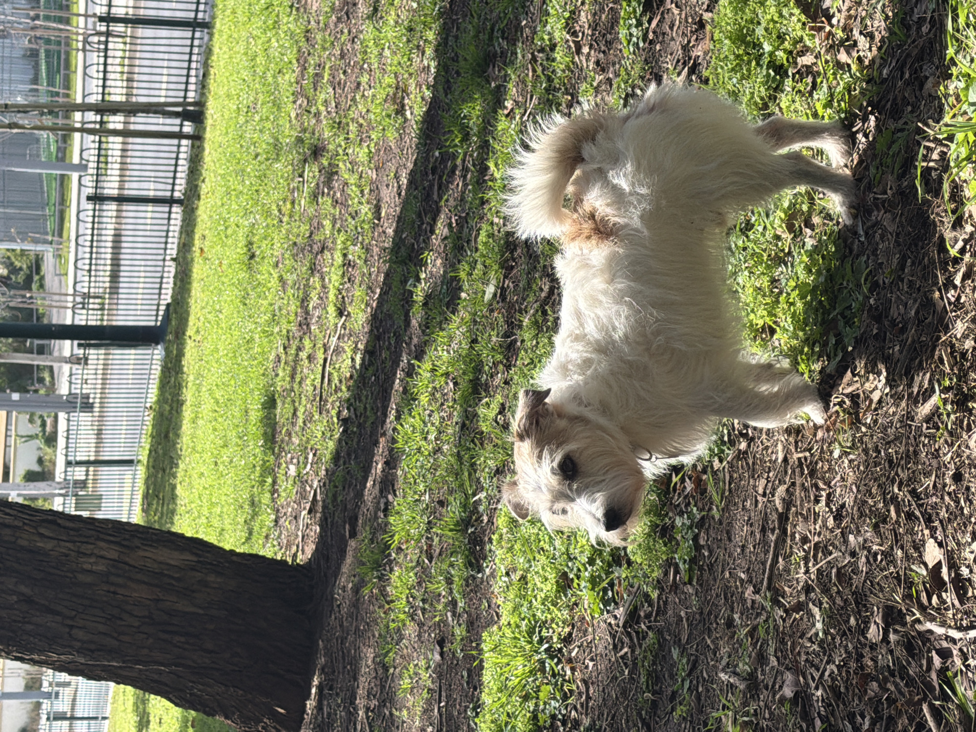 A medium-sized, light-colored dog with shaggy fur stands on grass and fallen leaves in a park-like setting. A tree trunk is visible on the left side of the image. A metal fence and buildings can be seen in the background, suggesting an urban park. This is likely a park in the city of Tel Aviv, Israel.