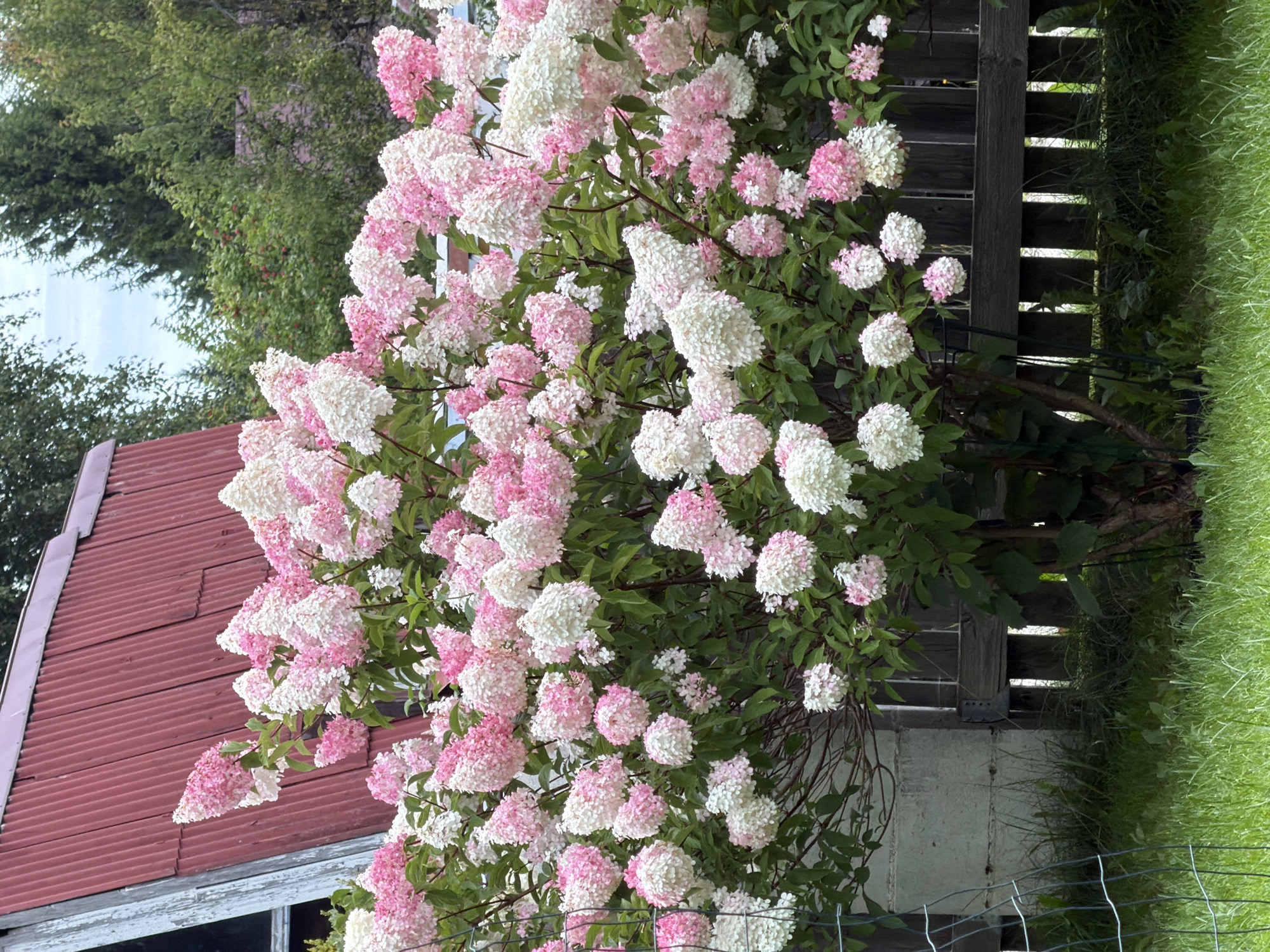 The image depicts a large, blooming hydrangea bush in full flower, displaying conical clusters of white and pink blossoms. The bush is situated outdoors, with a weathered wooden fence and a portion of a red, corrugated metal roof structure visible in the background. Green grass covers the foreground, and a metal wire fence runs along the left side of the image. The scene appears to be in a residential or garden setting. There is no indication of people or specific actions. The location is stated to be in the city of Aespa, Estonia.
