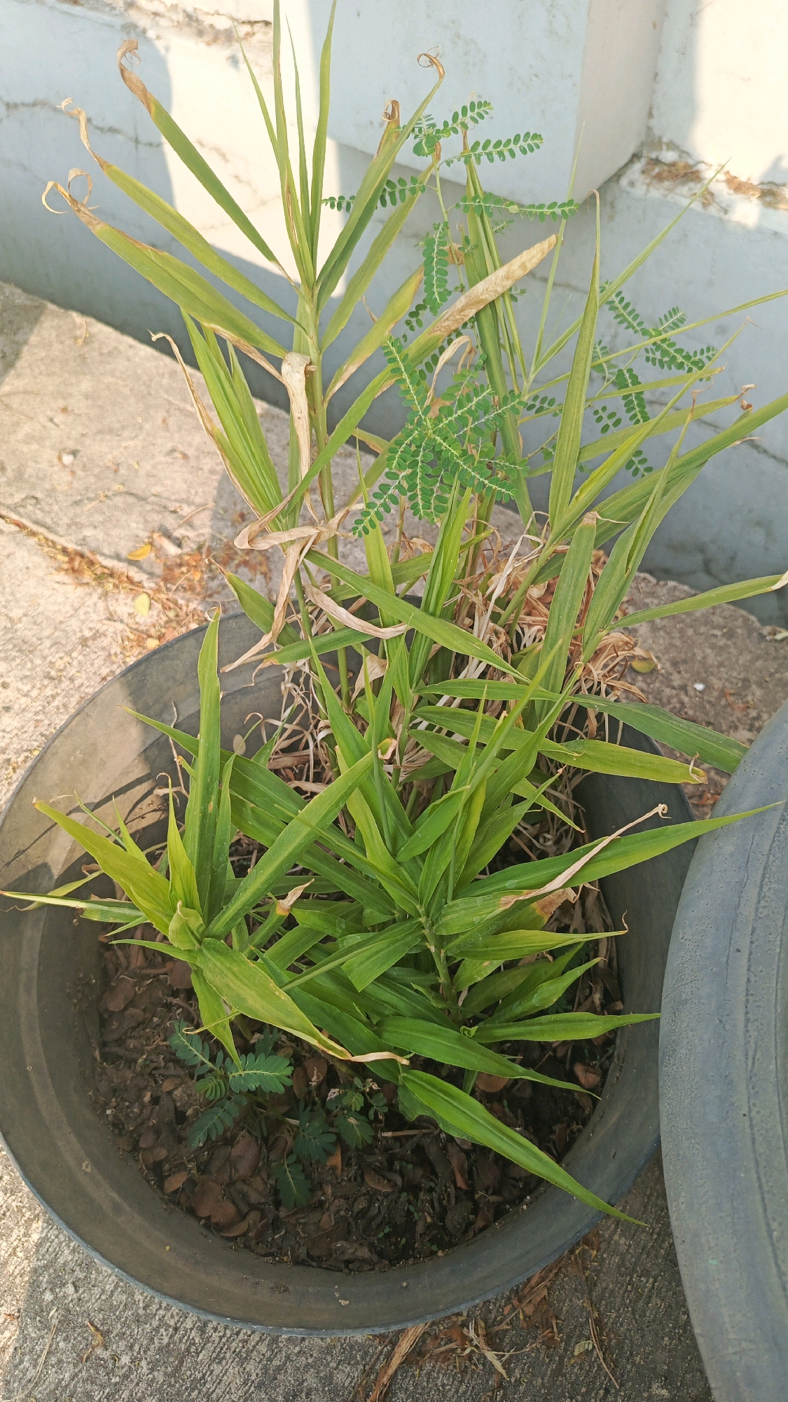 The image shows a potted plant with long, green leaves and some dried, brown leaves. The plant is in a dark-colored pot, which appears to be made of plastic. The pot is sitting on a concrete surface, and there is a portion of a tire visible on the right side of the image. In the background, a light-colored wall is visible. Small, delicate green plants with feathery leaves are growing among the larger plants. The scene appears to be outdoors, possibly in a garden or yard in Cekok, Indonesia. The lighting suggests it is daytime, with sunlight casting shadows.