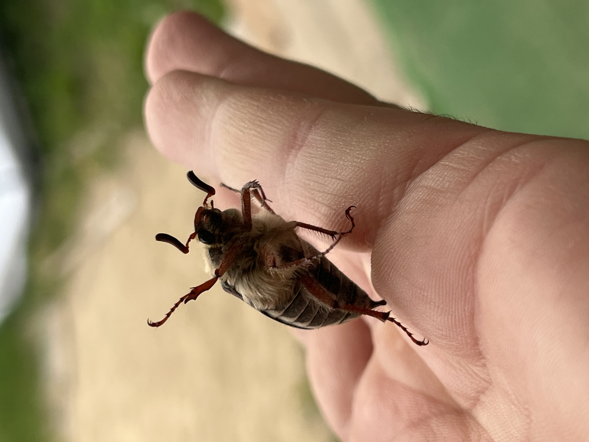 A close-up shot of a cockchafer beetle (Melolontha melolontha) on a person's hand. The beetle is lying on its back, with its legs and antennae extended. The background is a blurred mix of green and tan, suggesting an outdoor environment. The location is not mentioned, but the prompt indicates the city of Vasilyevo, Russia, should be included.
