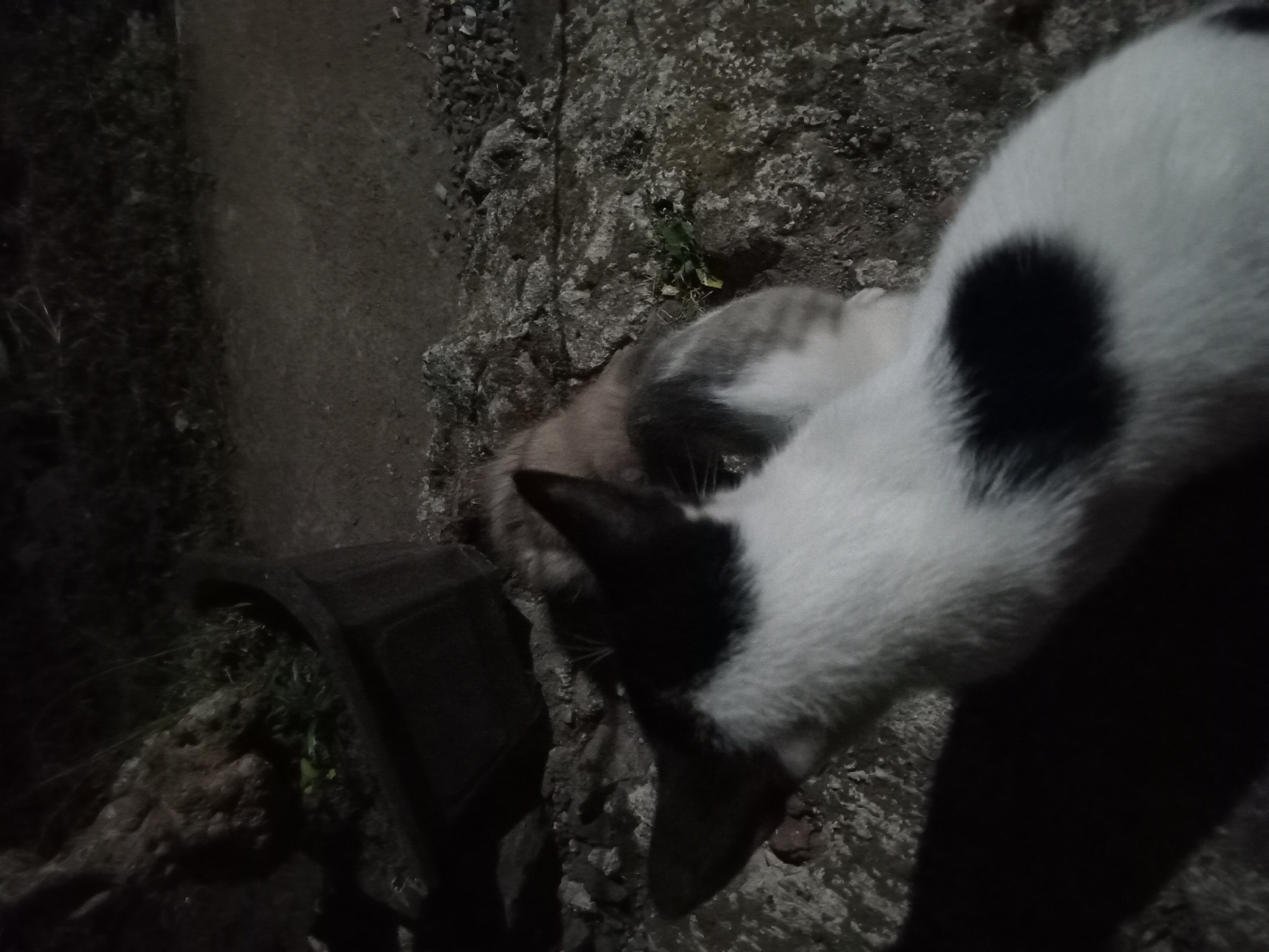 This image shows two cats in what appears to be an outdoor setting at night. In the foreground, a black and white cat is facing away from the camera, with its body partially visible. Its fur is white with a prominent black spot on its side. Behind it, a second cat, with a tabby pattern of brown and grey, is also visible. The cats are positioned on rough, rocky ground, with some vegetation and a dark, rectangular object that resembles a planter or pot in the background. The overall lighting suggests it is dark, possibly nighttime, with some ambient light illuminating the scene. The location of Claket, Indonesia, would imply a likely rural or suburban environment.