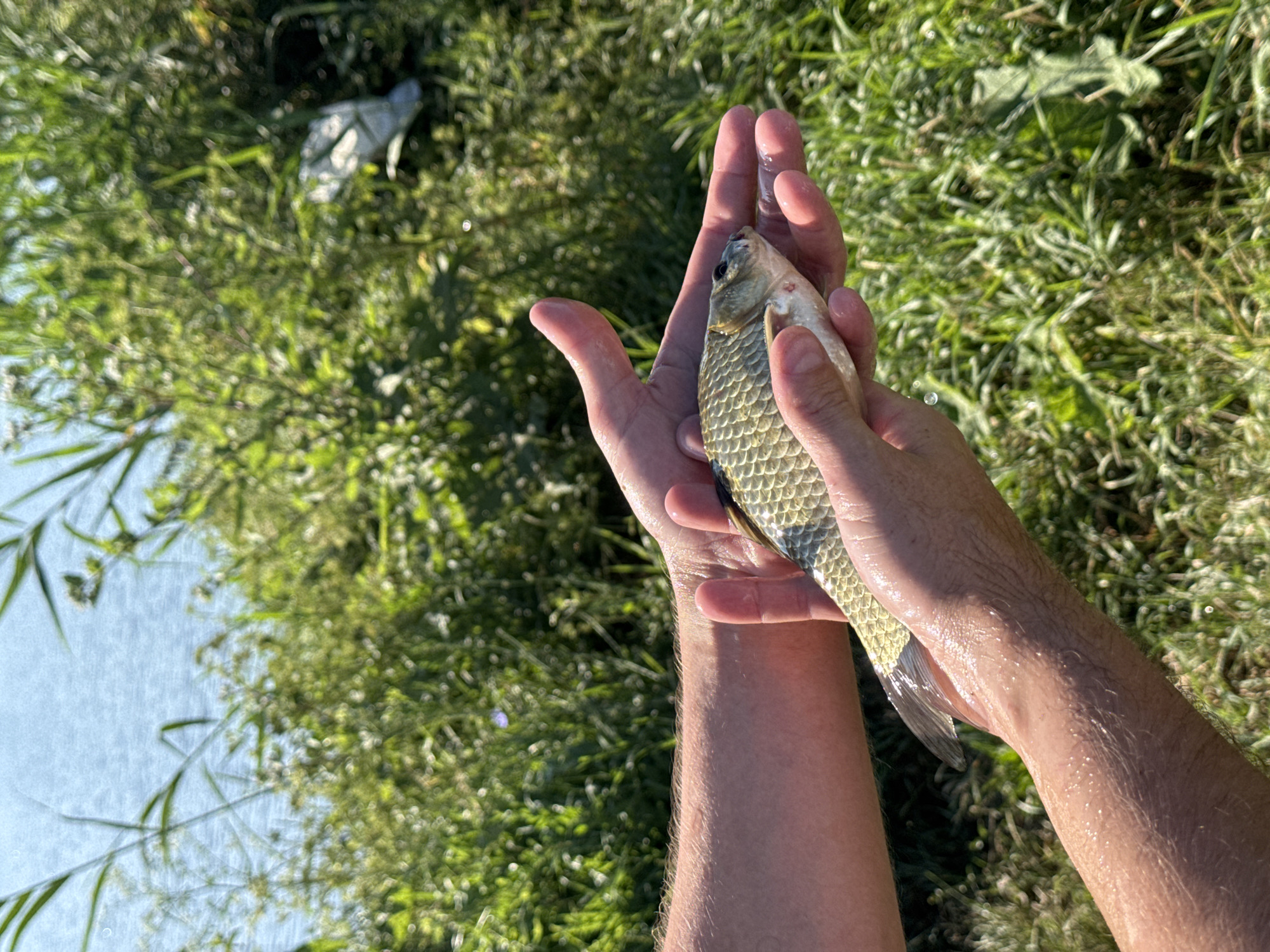 A person's hands are holding a small, silver fish that is wet and glistening. The fish is positioned horizontally, with its head pointing to the right. The background is out of focus and shows a body of water with reeds and green foliage. The lighting suggests it is daytime, with the sun illuminating the scene. The location is identified as Mikhaylovsk, Russia.