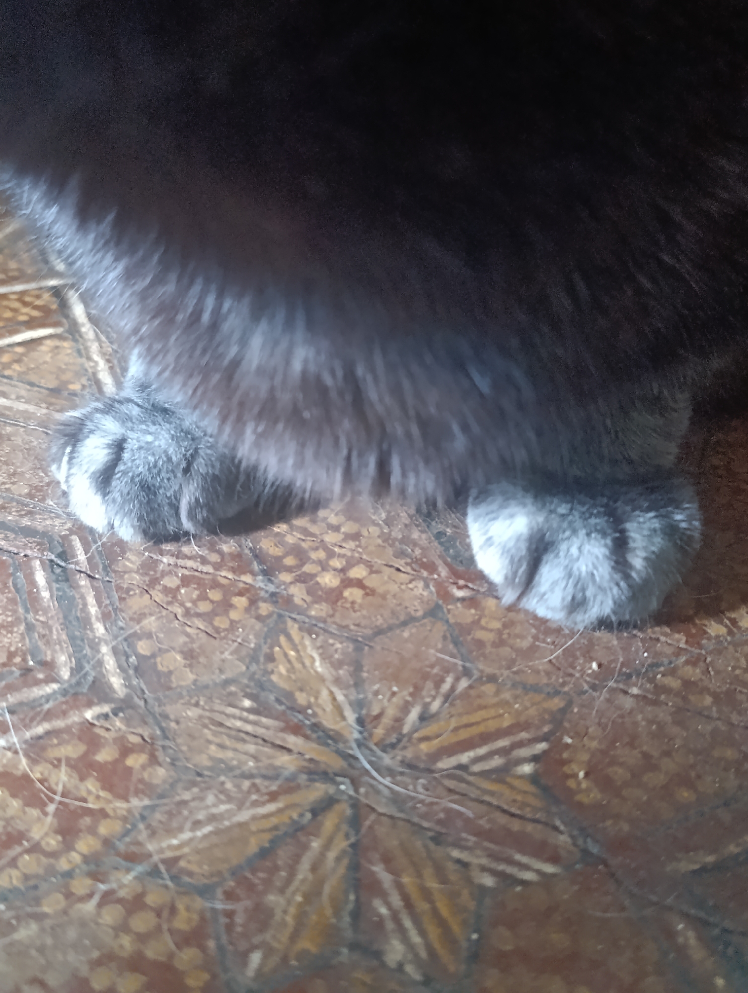 The image shows a close-up view of a cat's paws resting on a patterned floor. The cat's fur is dark grey, and its paws are also grey with lighter markings. The floor appears to be made of tiles with a decorative design in brown, yellow, and black. The lighting is dim, and the image is slightly out of focus. There are no people or other animals visible in the image. The location is unknown.