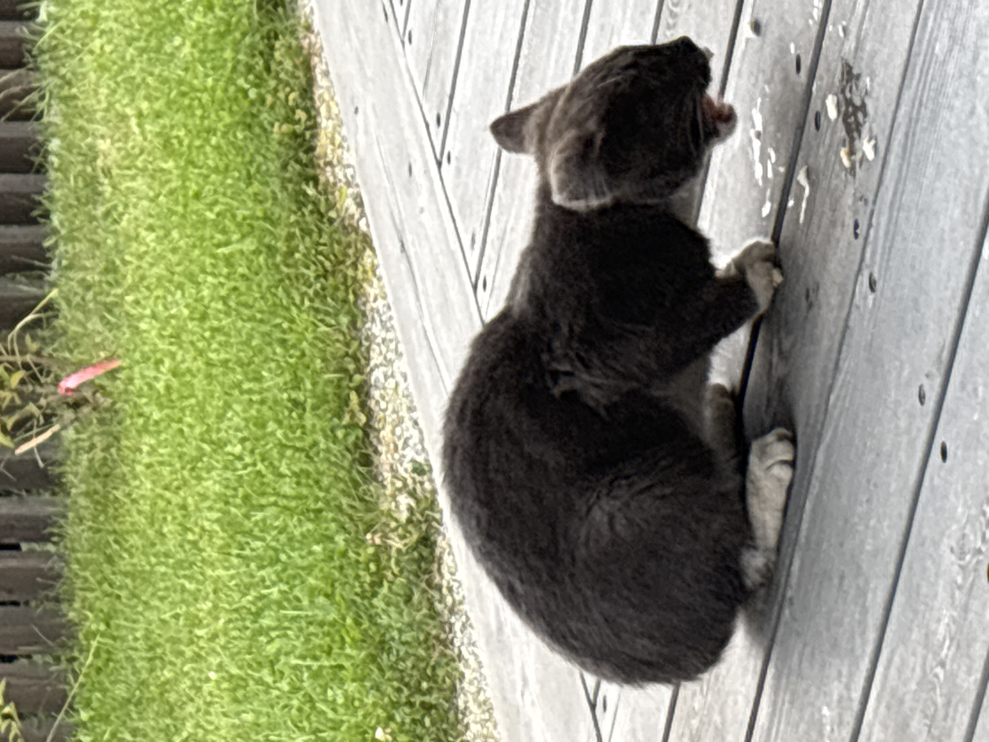A dark gray cat with white paws is crouched on a wooden deck, eating food scattered on the surface. The cat's mouth is open as it consumes the food. In the background, lush green grass and a wooden fence are visible. The scene is outdoors, likely in a residential area of Zvenigorod, Russia, given the context.