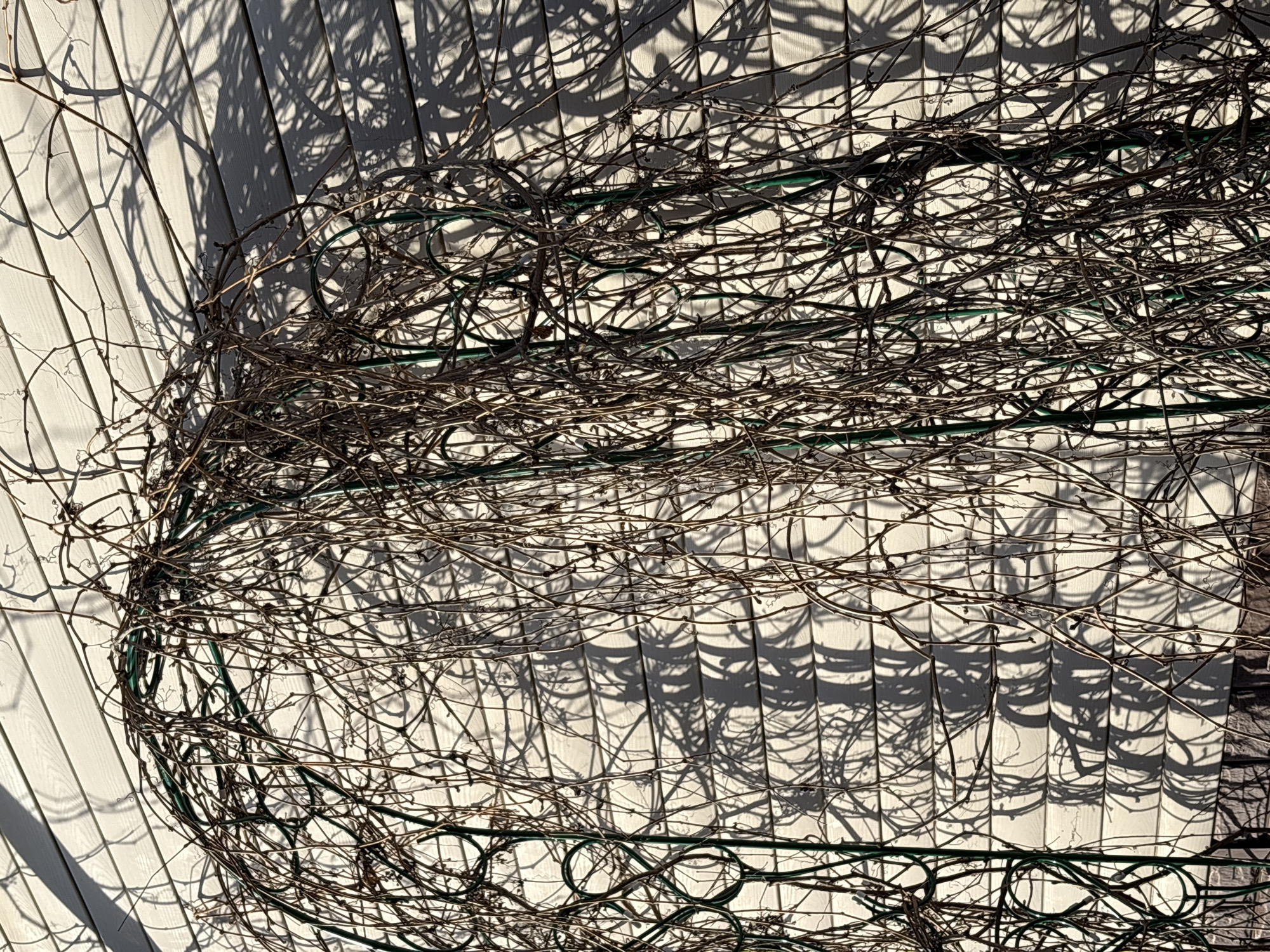 The image depicts a dense tangle of leafless vines, possibly a grapevine, supported by a green metal trellis against a white wooden wall. The harsh sunlight casts intricate shadows of the vines and trellis onto the wall. The location is potentially in Прикамский, Russia, based on the prompt instructions, although no definitive geographic elements are visible in the image.