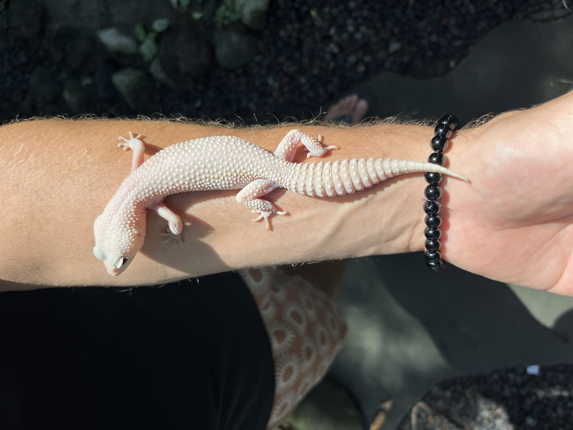 An albino leopard gecko is resting on a person's arm. The gecko is white with pinkish undertones and has a segmented tail. The person is wearing a black shirt and patterned shorts. A black beaded bracelet is worn on the person's wrist. The scene appears to be outdoors, with sunlight casting shadows and illuminating the gecko's skin. The background consists of dark foliage and gravel.