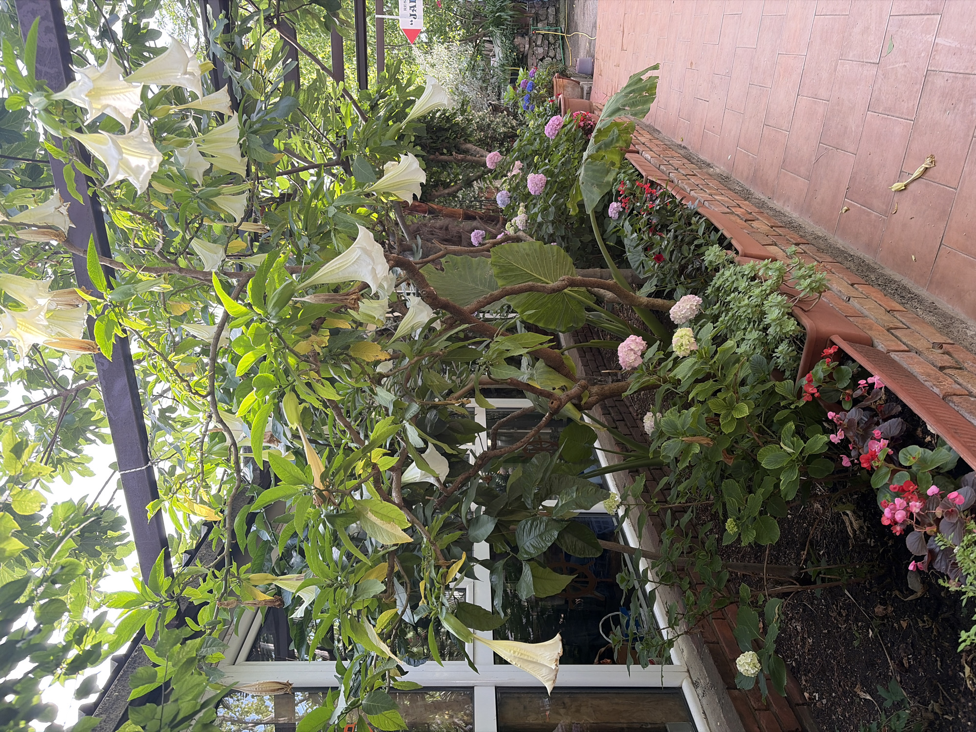 The image shows a garden scene in Budva, Montenegro. In the foreground, a large Angel's Trumpet tree, laden with white, trumpet-shaped flowers, dominates the view. The tree's branches extend towards a pathway of red brick tiles, with flowering plants alongside. Hydrangeas and begonias of varying colors grow in a brick-bordered planter. A building with white-framed windows is visible behind the Angel's Trumpet. The background reveals other plants and trees, creating a dense, overgrown garden effect. A sign with the word "JAD..." is partially visible amongst the foliage.