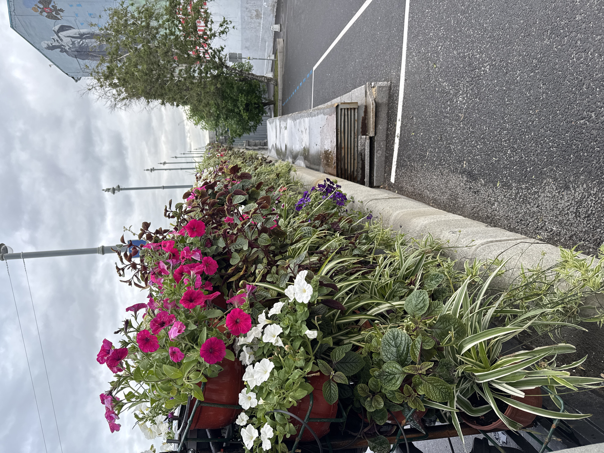 The image shows a street in Moscow, Russia, on an overcast day. In the foreground, there's a flower bed along a concrete barrier separating it from an asphalt parking area. The flower bed is filled with a variety of flowering plants, including pink and white petunias in terracotta pots. Behind the flower bed is a gray concrete barrier. The parking area is marked with white lines. In the background, there's a tree and a building, with a large mural. Street lamps line the street. The sky is overcast and cloudy. The road surface appears wet.
