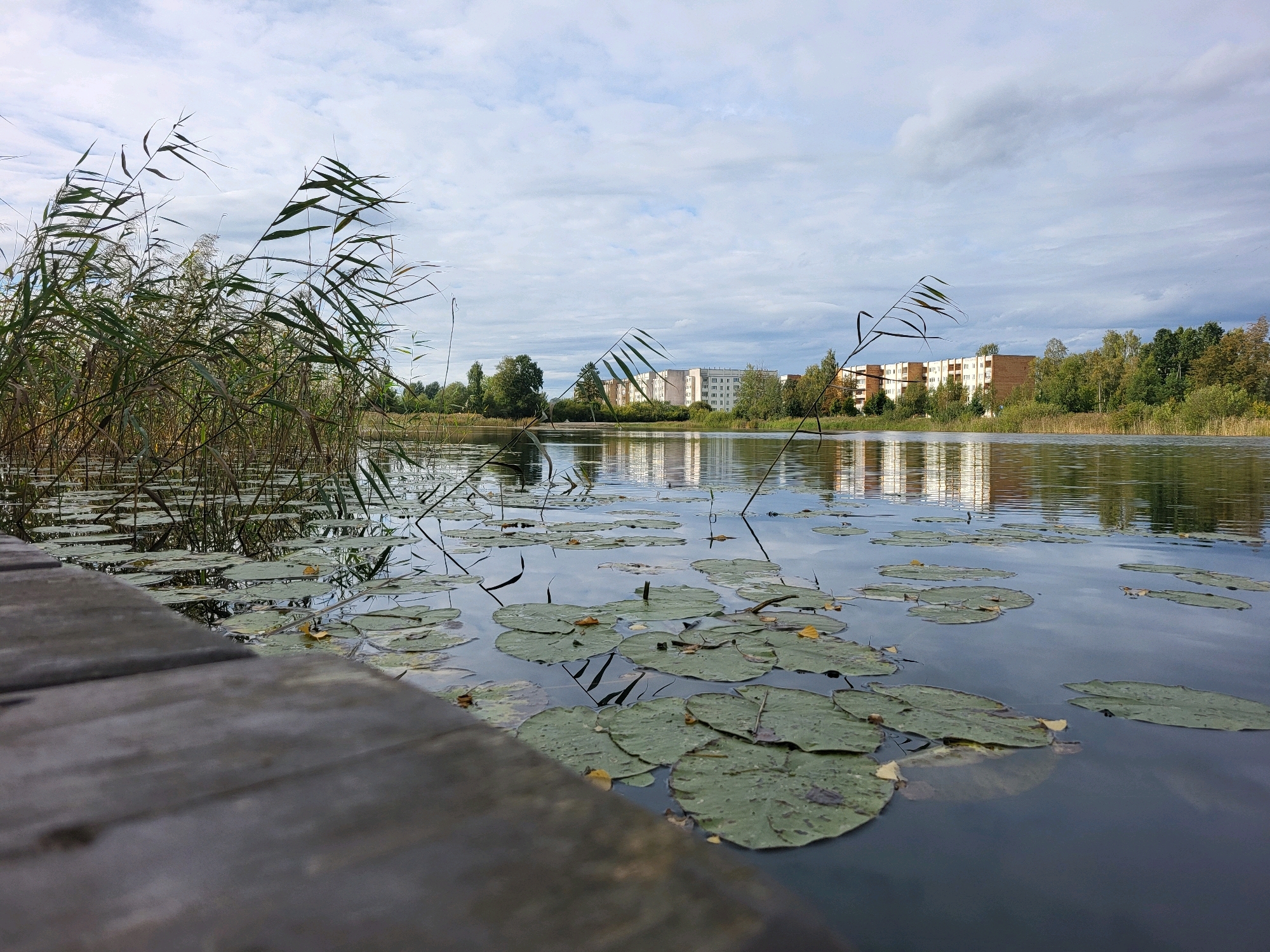 The image depicts a tranquil scene of a lake bordered by reeds and lily pads, with buildings reflected in the water. In the foreground, a wooden boardwalk is visible, partially obscuring the view of the lake. Tall reeds sway in the breeze on the left side of the image, their slender leaves reaching towards the sky. Scattered across the water's surface are numerous lily pads, some with fallen leaves resting on them. In the middle ground, the tranquil water reflects the sky, clouds, and the surrounding greenery. In the background, a line of modern, multi-story apartment buildings is visible, nestled amongst a dense cluster of trees. The sky is partly cloudy, with soft white clouds scattered across a pale blue expanse. The overall impression is one of natural beauty harmoniously coexisting with urban development. The scene is likely located in a residential area of Dārzciems, Latvia, given the presence of apartment buildings and the natural landscape surrounding a body of water, common features in such locations.