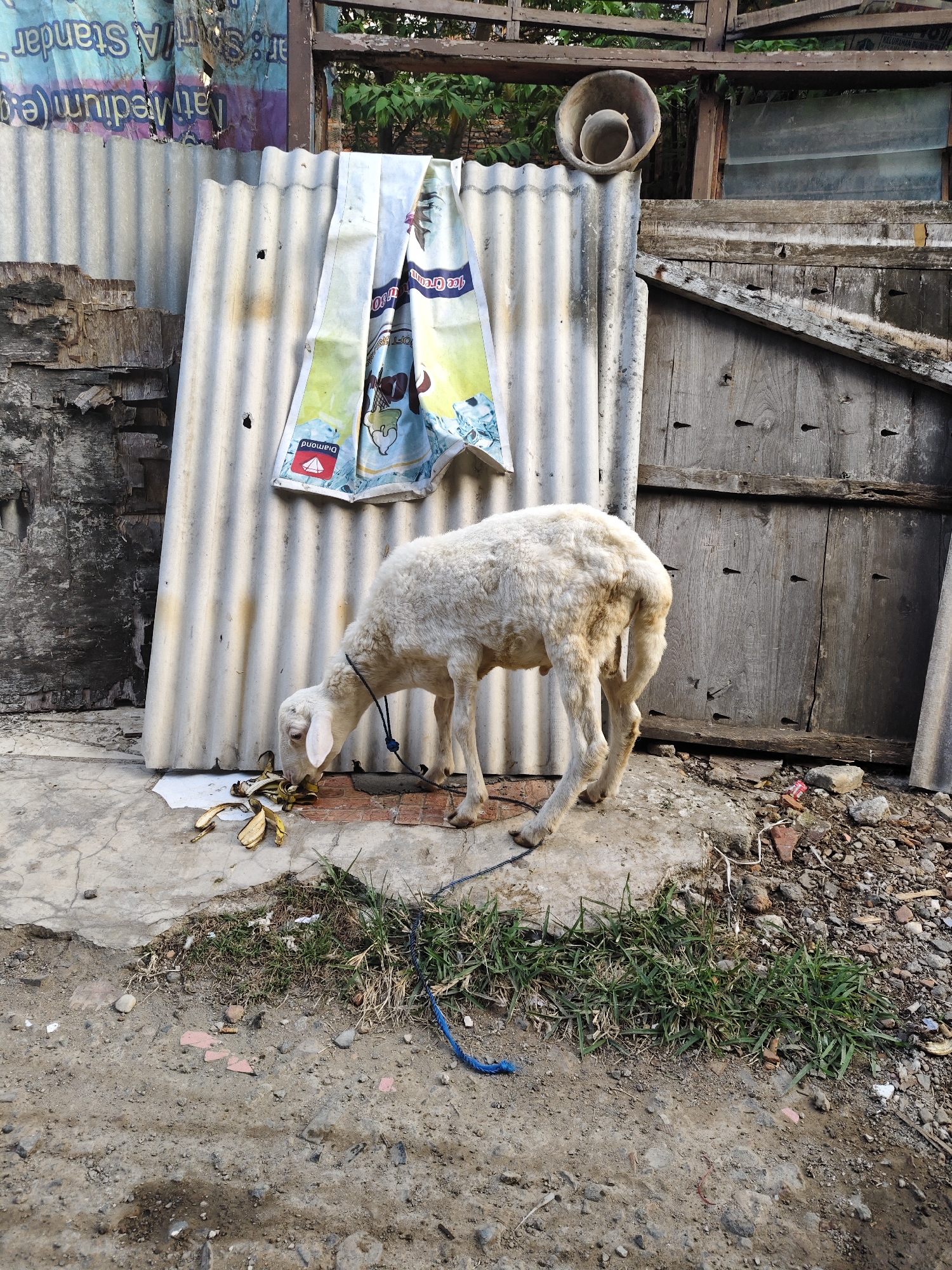 A white sheep is eating discarded banana peels on a concrete surface in front of a corrugated metal wall. A blue rope is tied around the sheep's neck, and another rope lies on the ground near the grass. To the left of the sheep, there is a weathered wooden structure with peeling posters. Behind the corrugated metal, a rustic wooden gate is visible, and above it, a conical object is mounted on a pole. The ground is a mixture of dirt, gravel, and some green grass. The scene suggests an outdoor, possibly informal, setting within a South Jakarta neighborhood.