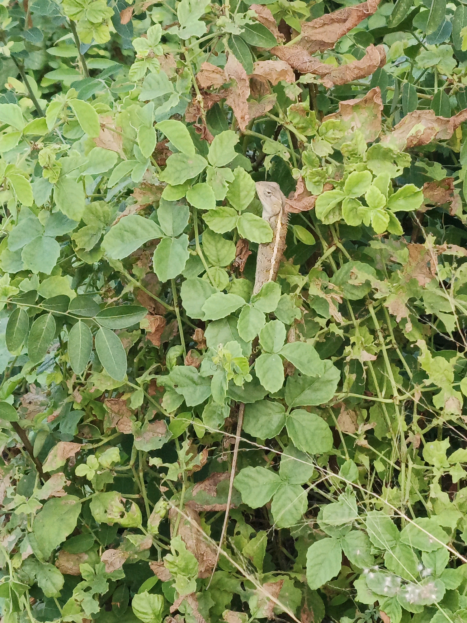 A light brown lizard is camouflaged amongst lush green foliage and some dried brown leaves. The lizard's head is turned to the left, and its eye is visible. The surrounding vegetation is dense and appears to be a garden or natural growth. The lighting suggests it is daytime. The scene is likely an outdoor environment.
