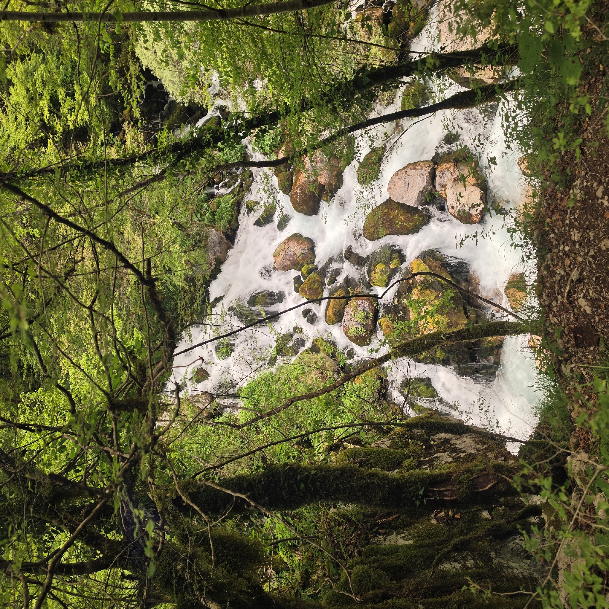 The image depicts a fast-flowing river cascading over moss-covered rocks, observed through a dense forest canopy. The location is identified as Lazba, Montenegro. The river water is white and turbulent, indicating rapid movement. The rocks are covered in vibrant green moss. The surrounding forest features various trees and vegetation, creating a natural, wooded environment. No people or animals are visible.