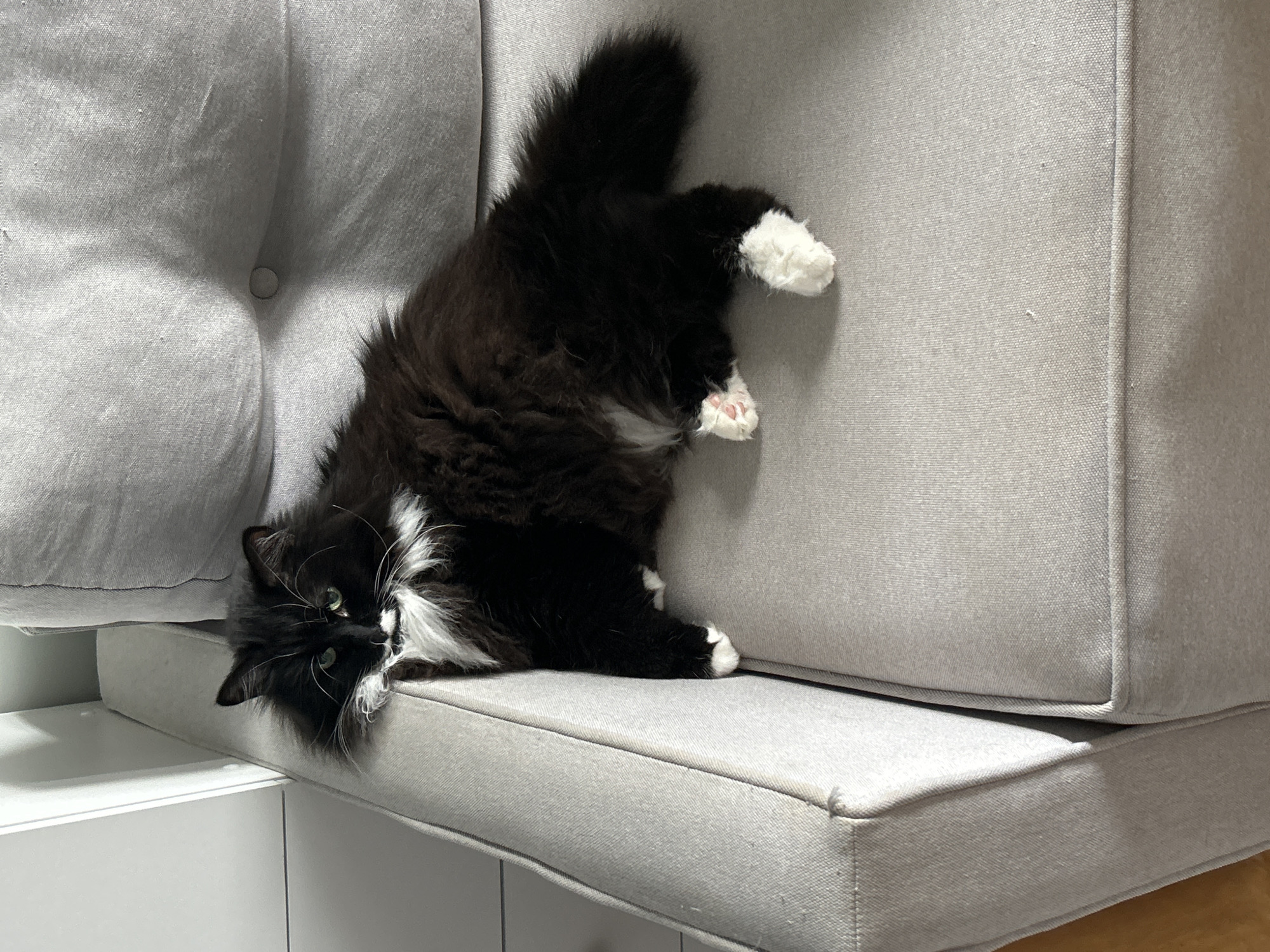 A long-haired black and white cat is lying on a light gray fabric couch, draped over the armrest. The cat's body is mostly black with white fur on its chest and paws. Its tail is bushy and black. The cat's head is turned towards the camera, and it has green eyes. The background shows a wall with horizontal paneling on the left and a tufted backrest of the couch on the right. The lighting suggests it is daytime.