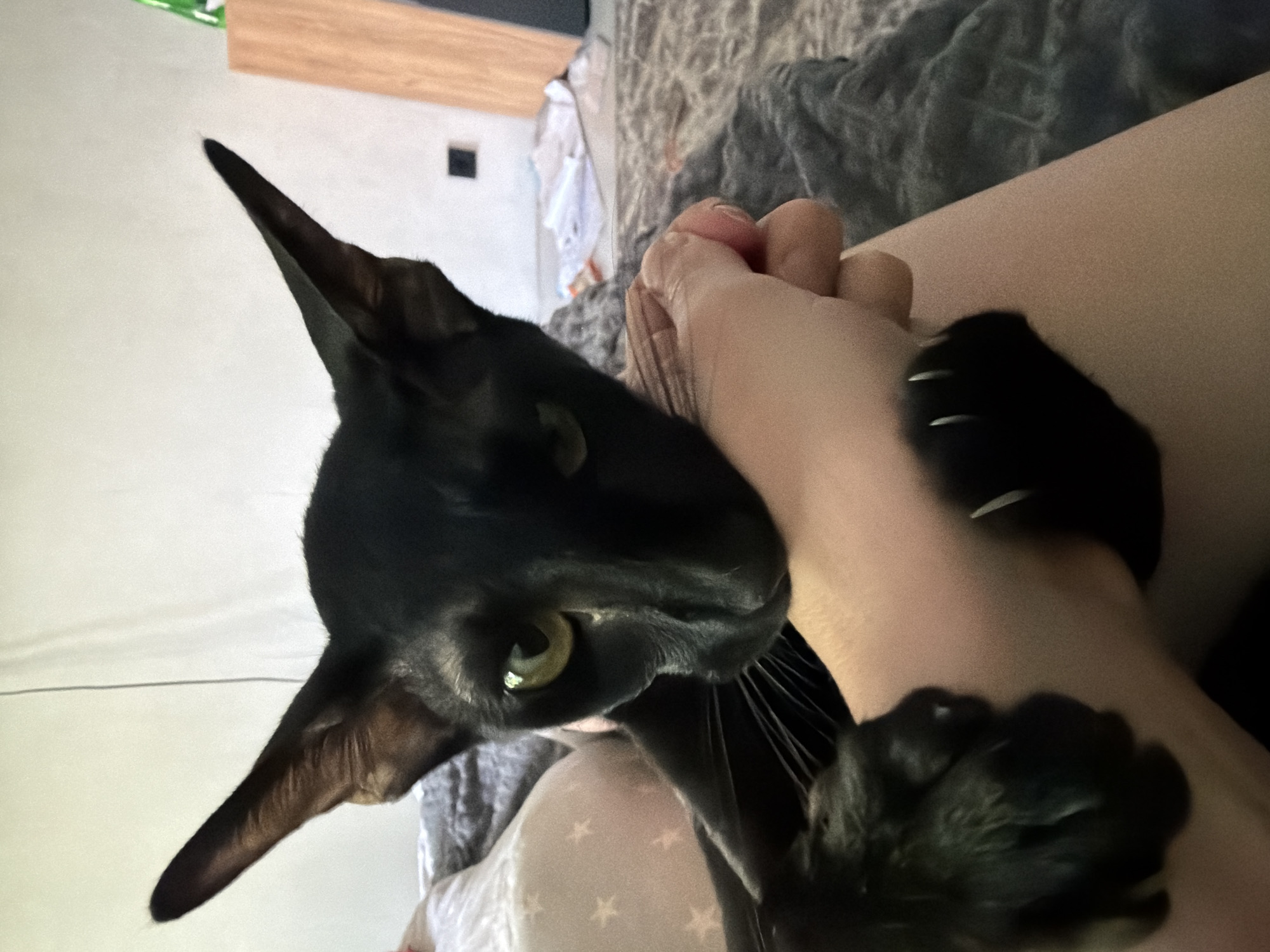 An oriental shorthair cat with black fur and large ears is partially visible in the foreground of the image, with its head resting on a person's hand. The cat's eyes are a striking green-yellow. Its front paws are placed on the person's forearm and hand, with claws extended. The person's skin is light-toned. The background consists of a bed with grey bedding and a light-colored wall. A wooden furniture piece with some papers on it is visible in the upper right corner. The scene appears to be indoors, likely in a residential setting. The image does not contain any information that could identify its location in Chaikovsky, Russia.