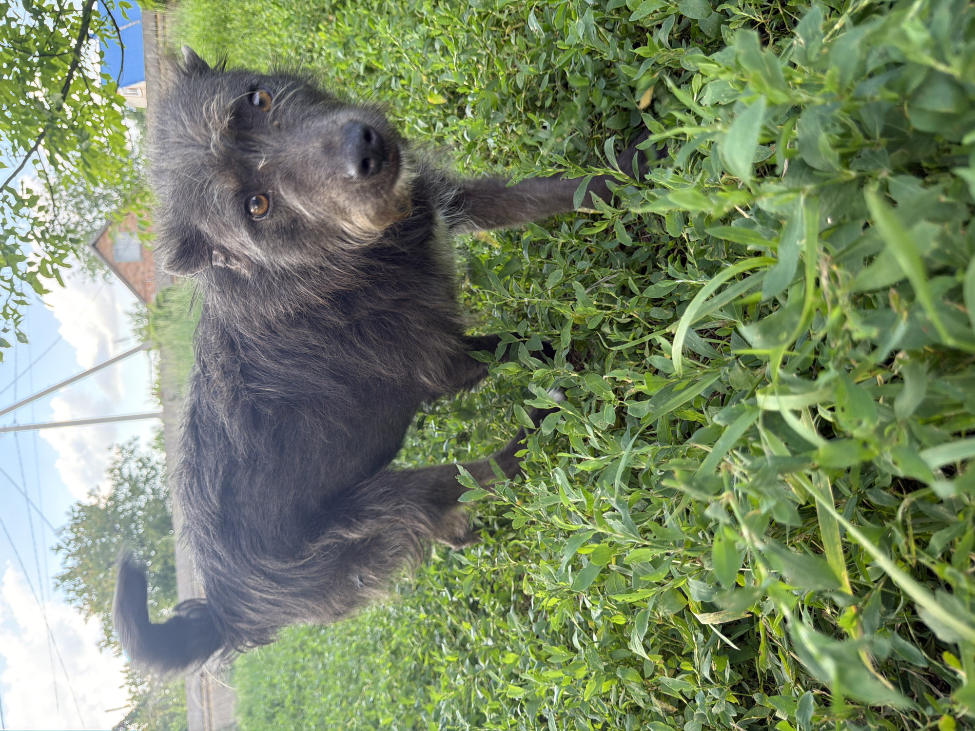 A dark gray, medium-sized dog with shaggy fur is the subject of this close-up, eye-level shot taken outdoors. The dog is looking directly at the camera with a curious expression, its brown eyes wide. It is positioned in the center of the frame, partially obscured by lush green foliage. Its front paws are extended forward, resting on the ground or among the plants. The dog's tail is curved upwards and to the left, also somewhat obscured.
The background features a green, grassy area with dense low-lying plants. In the upper left quadrant, a blurry background shows trees with green leaves and a bright blue sky with scattered white clouds, suggesting it's daytime and the weather is fair. A sliver of a light-colored structure with a peaked roof, possibly a house, is visible behind the trees and foliage. The overall scene conveys a natural, outdoor setting, possibly a backyard or a field. No text is visible in the image. The orientation of the image is portrait, with the subjects and surroundings appearing as if viewed from a lower angle, as if the camera were held by someone kneeling or sitting. The focus is sharpest on the dog's face, with the foliage and background progressively blurring.
