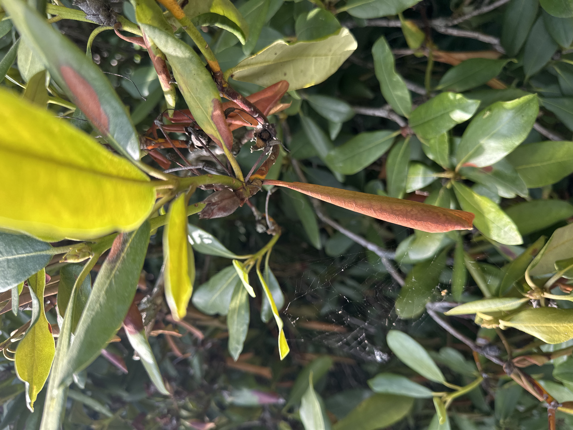 The image is a close-up, slightly angled shot of a plant with green leaves and some reddish-brown, dried seed pods. The leaves are leathery and have a slightly waxy sheen, with some showing signs of browning or damage. A delicate spider web is visible, suspended between branches and leaves in the mid-ground. The lighting suggests it is daytime, with sunlight creating highlights on the leaves. The background is blurred, showing more of the same plant, suggesting it is part of a larger bush or shrub. There are no people or animals visible in the image. The scene appears to be outdoors, in a natural or cultivated garden setting. The location is described as being in the city of Krefeld, Germany, likely in a park, botanical garden, or private garden.