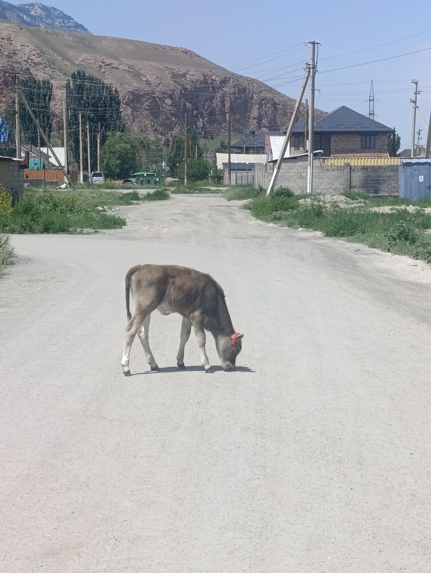 A young, light brown calf with a red ear tag stands in the middle of a dusty, unpaved road, its head lowered as if grazing. The road is flanked by sparse green vegetation and a few trees. In the background, a dry, rocky hillside rises under a clear blue sky. Several houses with dark roofs and brick construction are visible on the right side of the road, along with power lines and utility poles. The scene appears to be in a rural or semi-rural area.