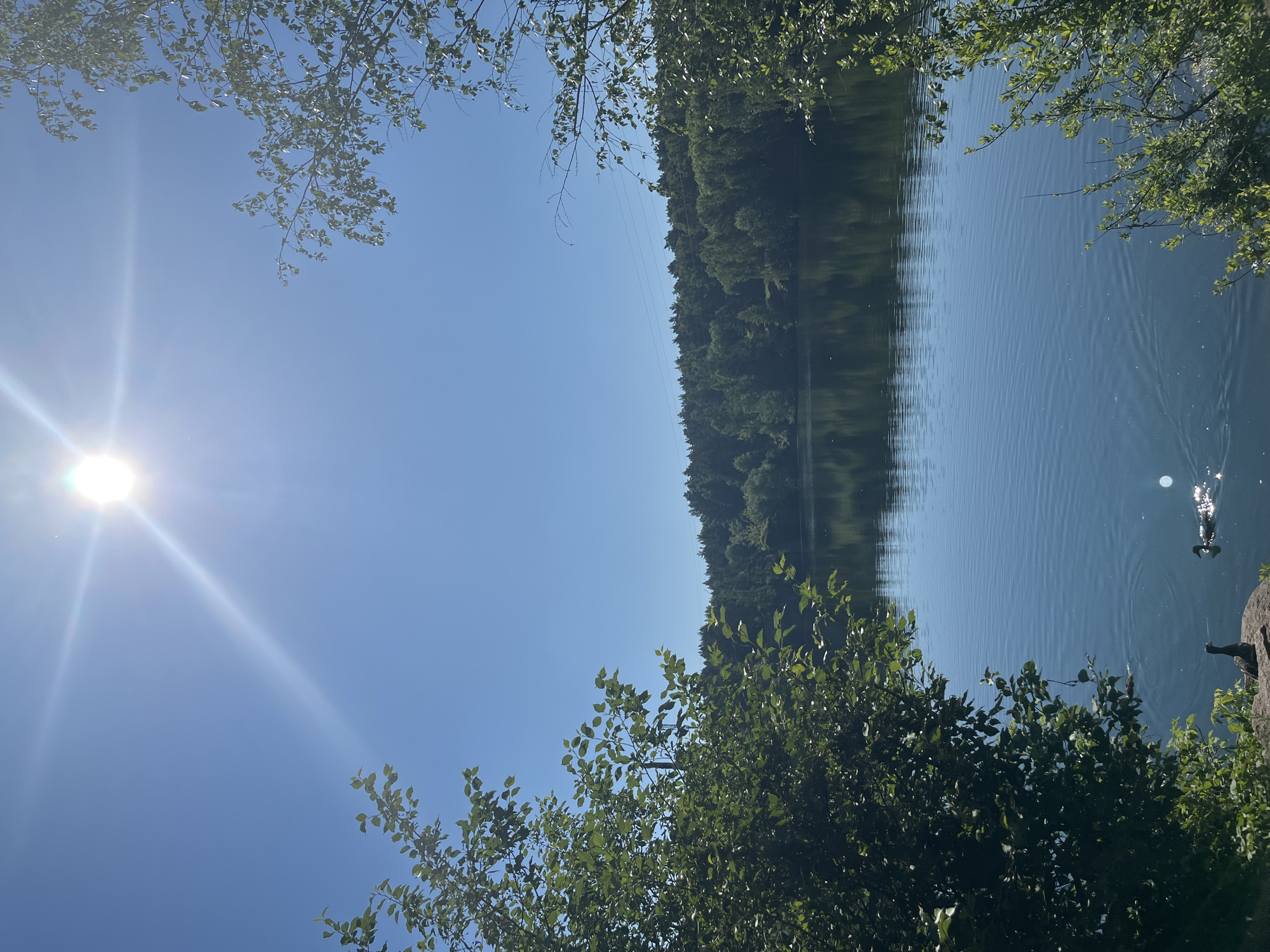 The image depicts a serene lake scene under a bright, sunny sky. The sun, high and slightly to the left, creates lens flare and illuminates the clear blue sky. Lush green trees frame the upper corners of the image, their branches reaching inwards. The lake itself is calm, with gentle ripples on its surface, and reflects the dense forest that lines its opposite shore. A line of trees, predominantly coniferous, forms a dark green band along the horizon, with some power lines visible above them. In the foreground, on the left bank, a large rock is visible, and on it sits a dark-colored bird, likely a duck, looking towards the water. Further out in the lake, another duck is swimming, creating a wake. The overall impression is one of natural tranquility and a peaceful day outdoors.