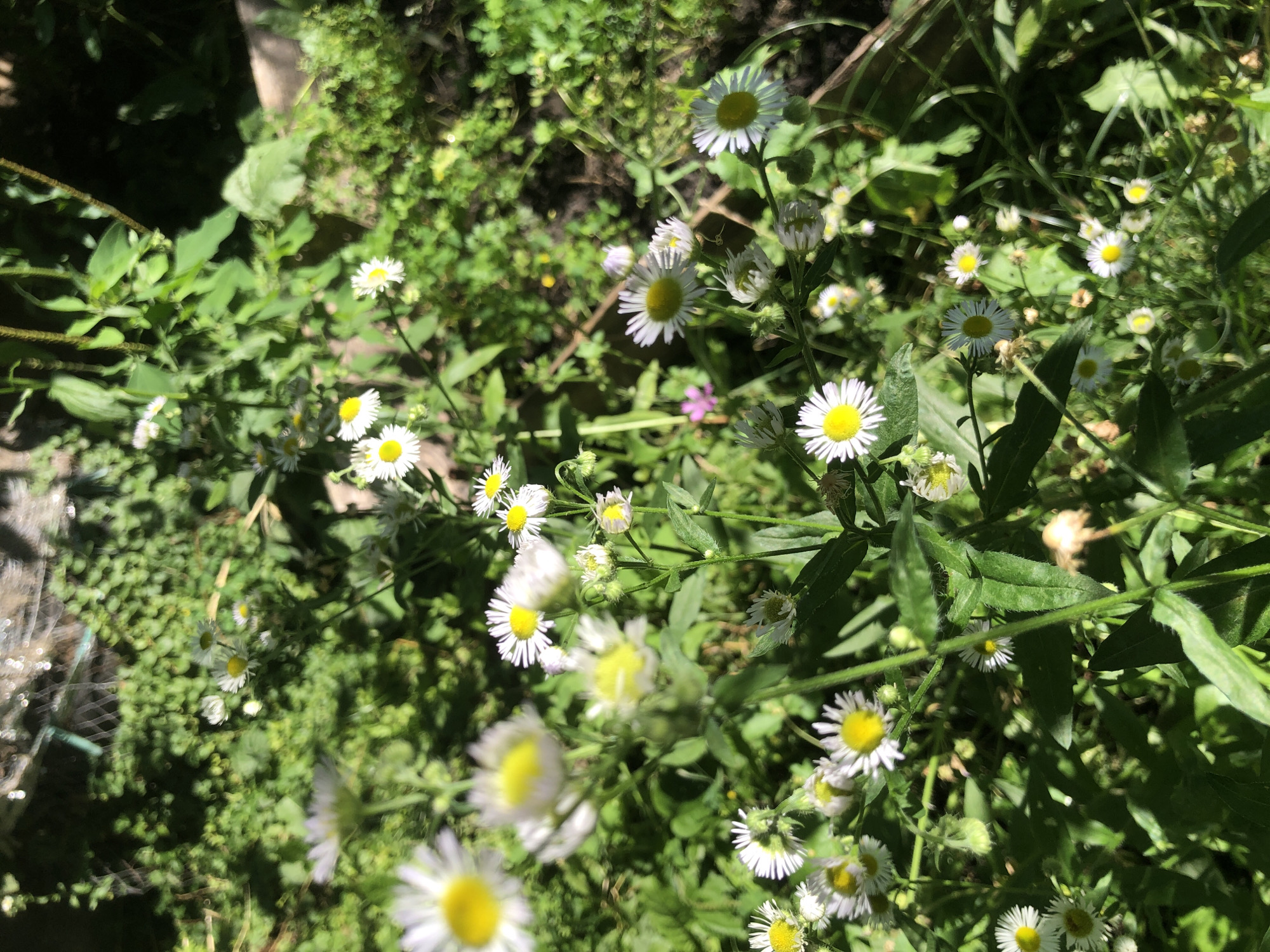 The image depicts a cluster of small, white wildflowers with yellow centers growing in a natural, uncultivated outdoor setting. The flowers are in various stages of bloom, with some fully open and others in bud. They are surrounded by lush green foliage and dappled sunlight. The scene appears to be a patch of ground, possibly a field or roadside, with a hint of a wooden structure in the upper background. The overall impression is one of natural beauty and a sense of being in a rural or semi-rural environment within the city of Radomyshl, Ukraine.