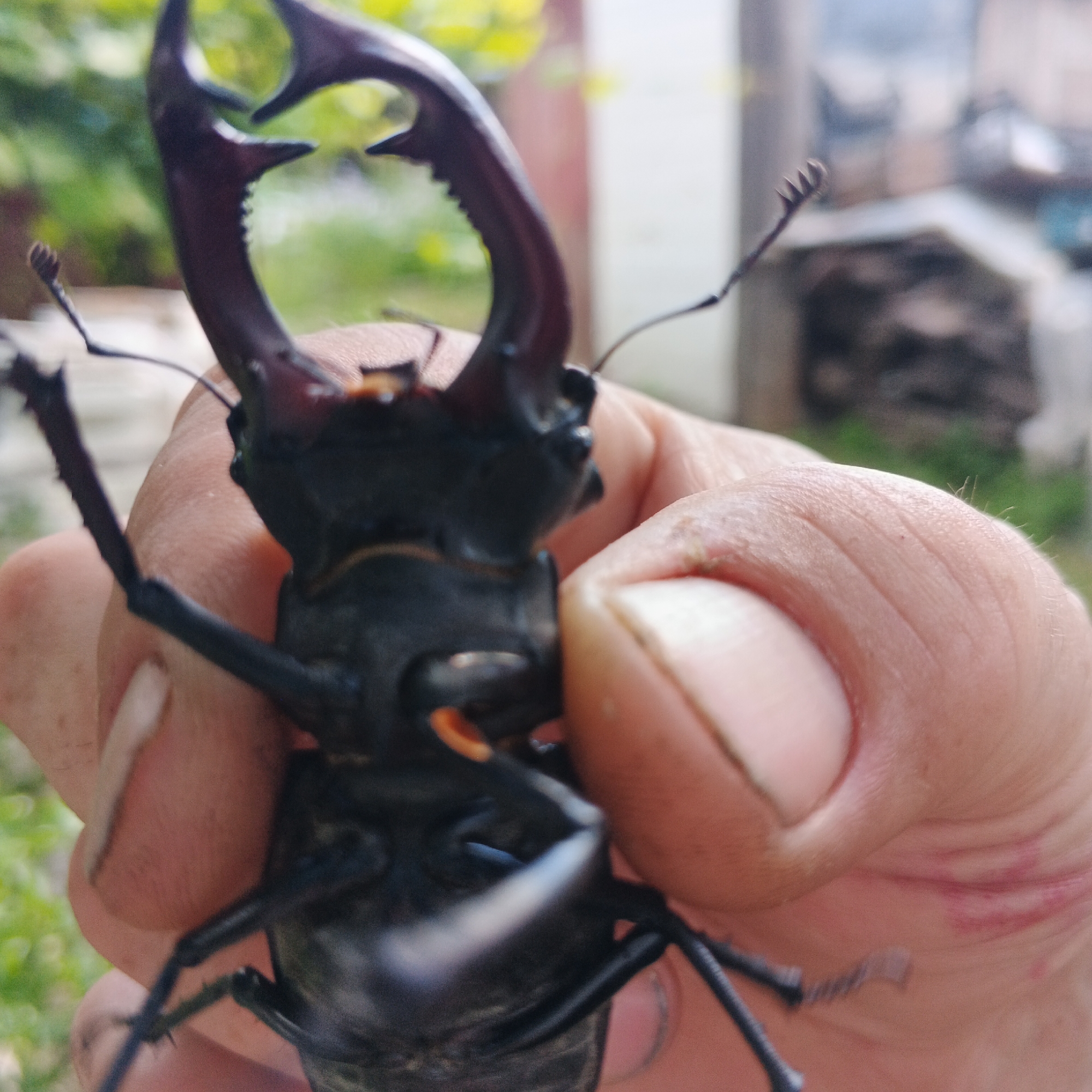 A close-up shot shows a person's hand holding a large stag beetle. The beetle is black with prominent red-orange markings and large, dark mandibles. The hand is positioned in the foreground, with the beetle's body and head facing the viewer. The background is blurred and shows green foliage and structures, suggesting an outdoor setting. The image appears to be taken in Smila, Ukraine, though specific landmarks are not identifiable from the visual information.