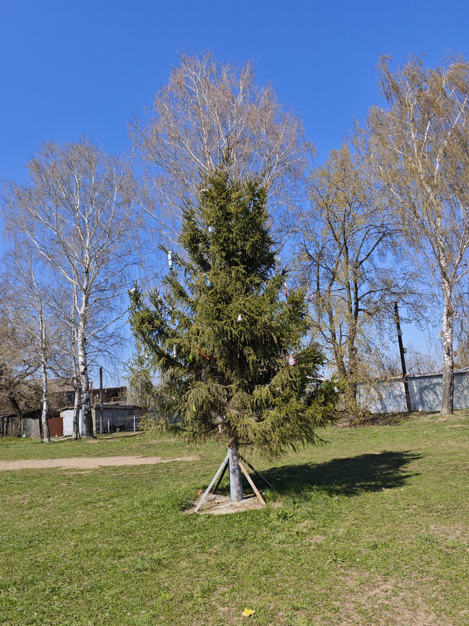 The image depicts a medium-sized green spruce tree, secured by metal braces at its base, situated in a grassy area in what appears to be a park or public space in Chaikovsky, Russia. The tree is decorated with a few ornaments. Behind the spruce tree are several bare deciduous trees. In the background, there is a glimpse of buildings, a fence, and utility poles. The sky is clear blue, indicating a sunny day. The grass is green.