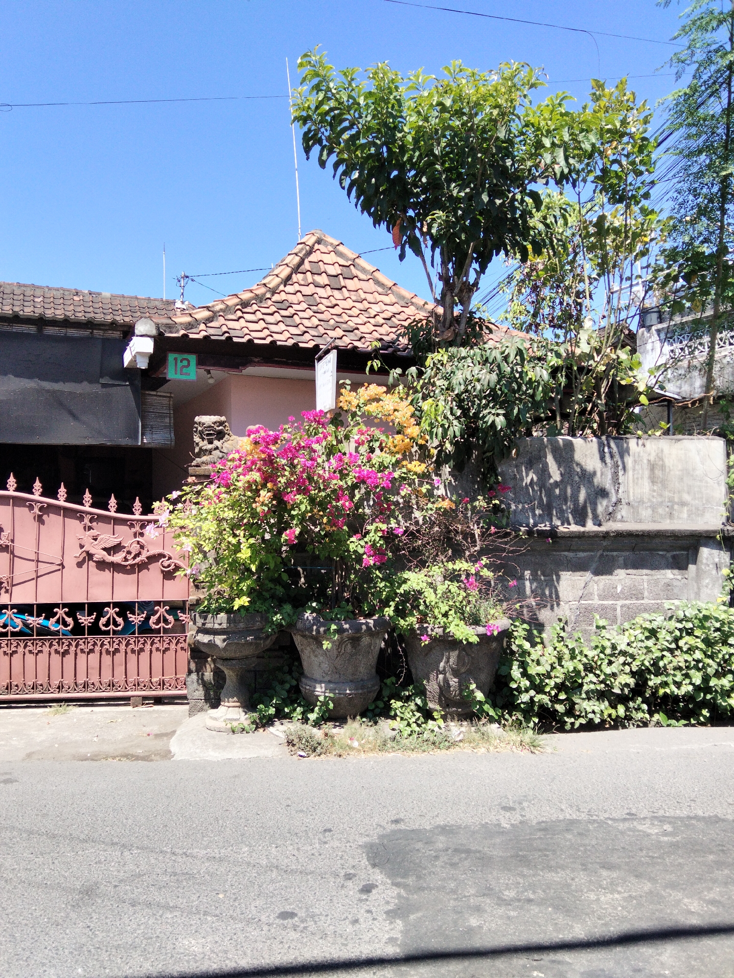 The image depicts the exterior of a residence in Denpasar, Indonesia, on a clear, sunny day. In the foreground, a paved road occupies the lower portion of the frame, with a slight shadow cast diagonally across it. Adjacent to the road, a patch of dry grass and soil borders a raised concrete walkway.
The walkway is lined with three large, ornate stone planters, two of which are clearly visible. These planters are filled with vibrant flowering plants, predominantly bougainvillea in shades of pink and orange, alongside green foliage. Behind the planters, a textured concrete wall, constructed with visible brickwork at its base, extends across the scene. The wall is partially covered by more greenery.
To the left of the planters is a decorative, dark pink metal gate with intricate scrollwork, including a winged creature motif. The gate stands open, revealing a glimpse of what appears to be a courtyard or entrance area.
Behind the gate and planters, the front of a house is visible. It features a reddish-brown tiled roof with a distinctive, slightly curved design. A small section of the house's facade is painted a light pink, and a dark-colored section is present to the left. A green sign with the number "12" is affixed to the house. A stone sculpture resembling a lion's head or gargoyle sits atop a pillar near the entrance. Trees and dense foliage are visible behind and around the house, with some branches reaching towards the bright blue sky. Electrical wires are strung across the upper right portion of the image. The overall scene suggests a residential street in a tropical climate.