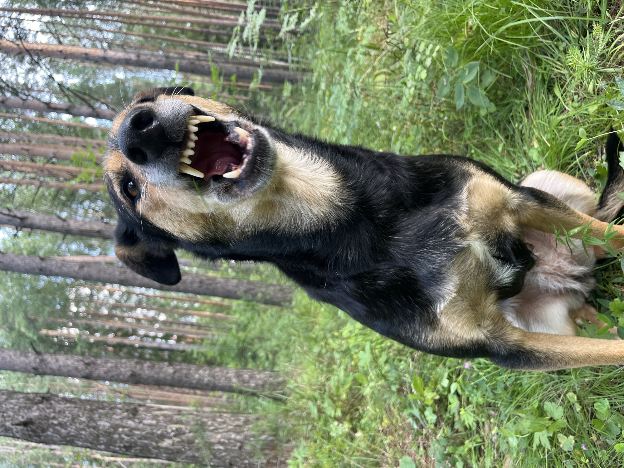A medium-sized dog, primarily black and tan, is captured in a close-up, dynamic pose outdoors, likely in a forest setting characteristic of regions like Nizhny Tagil, Russia. The dog's mouth is wide open, revealing sharp teeth and a pink tongue, suggesting it is either barking, growling, or panting intensely. Its ears are partially visible and appear to be perked forward. The dog's fur shows a mix of black, tan, and lighter cream or beige markings, particularly on its muzzle, chest, and legs. It is positioned in a low crouch or sitting stance, facing the camera.
The background consists of a dense forest with numerous tall, slender pine trees. The ground is covered in lush green grass and various low-lying plants, indicating a natural, uncultivated environment. The lighting suggests it is daytime, with dappled sunlight filtering through the trees, creating a soft, natural illumination. The focus is sharp on the dog, while the background is slightly blurred, drawing attention to the animal's expression and physical features. There are no humans or man-made objects visible in the frame.