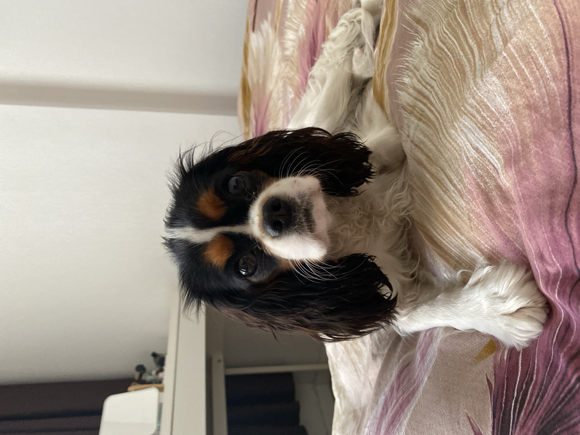 A Cavalier King Charles Spaniel dog lies on a bed covered with a pink and gold patterned duvet. The dog has tri-color markings, with black, white, and tan fur. It is facing the camera with its head slightly tilted. The background shows a white wall and a desk with some items on it, including a white lamp and some small figurines. The scene appears to be indoors, likely in a bedroom.