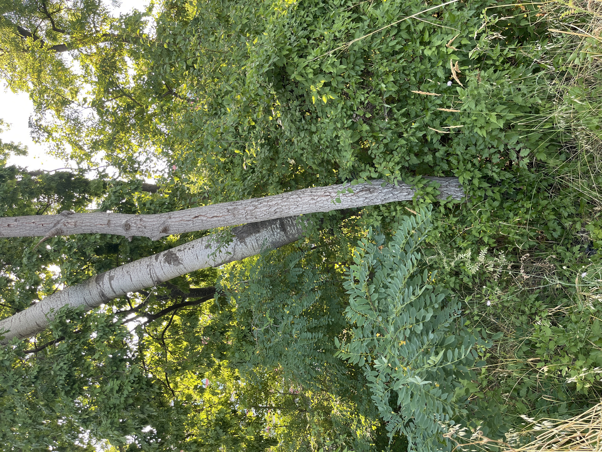 The image depicts a dense, overgrown natural area with lush green foliage. Two prominent trees with light-colored bark stand close together, leaning slightly to the right. The larger tree on the left is angled more sharply and appears older. The background is filled with various types of trees and bushes, with sunlight filtering through the leaves, creating dappled light. The ground is covered in a mix of green plants, grasses, and some dry stalks. There are no people or man-made structures visible in the frame. The scene suggests a wild or uncultivated corner of a park or a natural undeveloped area, possibly on the outskirts of the city of Nesebar, Bulgaria.