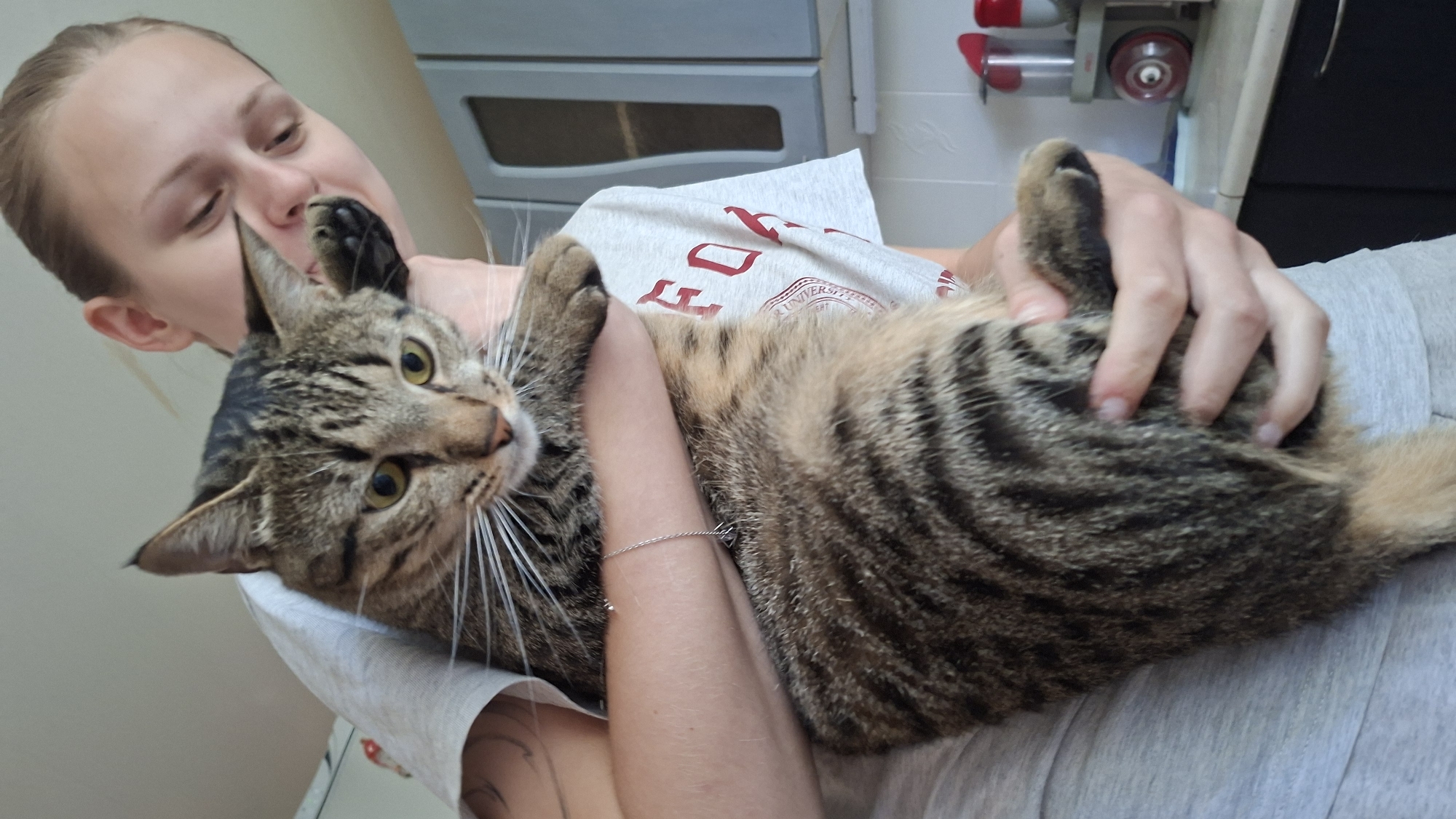A young woman in a grey t-shirt holds a large, tabby cat. The cat is facing the camera with its head tilted slightly. The woman is holding the cat with her arms wrapped around its body and her head is bent down, looking at the cat. The background shows a kitchen with cabinets and appliances. The image is taken from a medium shot, focusing on the woman and the cat.