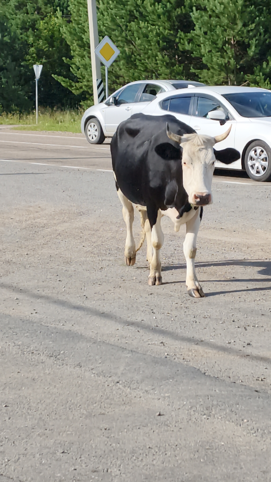 In Burdakovka, Russia, a black and white cow walks on a dirt road next to a paved road. Two white cars are parked or driving on the paved road. A utility pole with a diamond-shaped sign and a smaller triangular sign stands on the side of the road. The background consists of green trees.