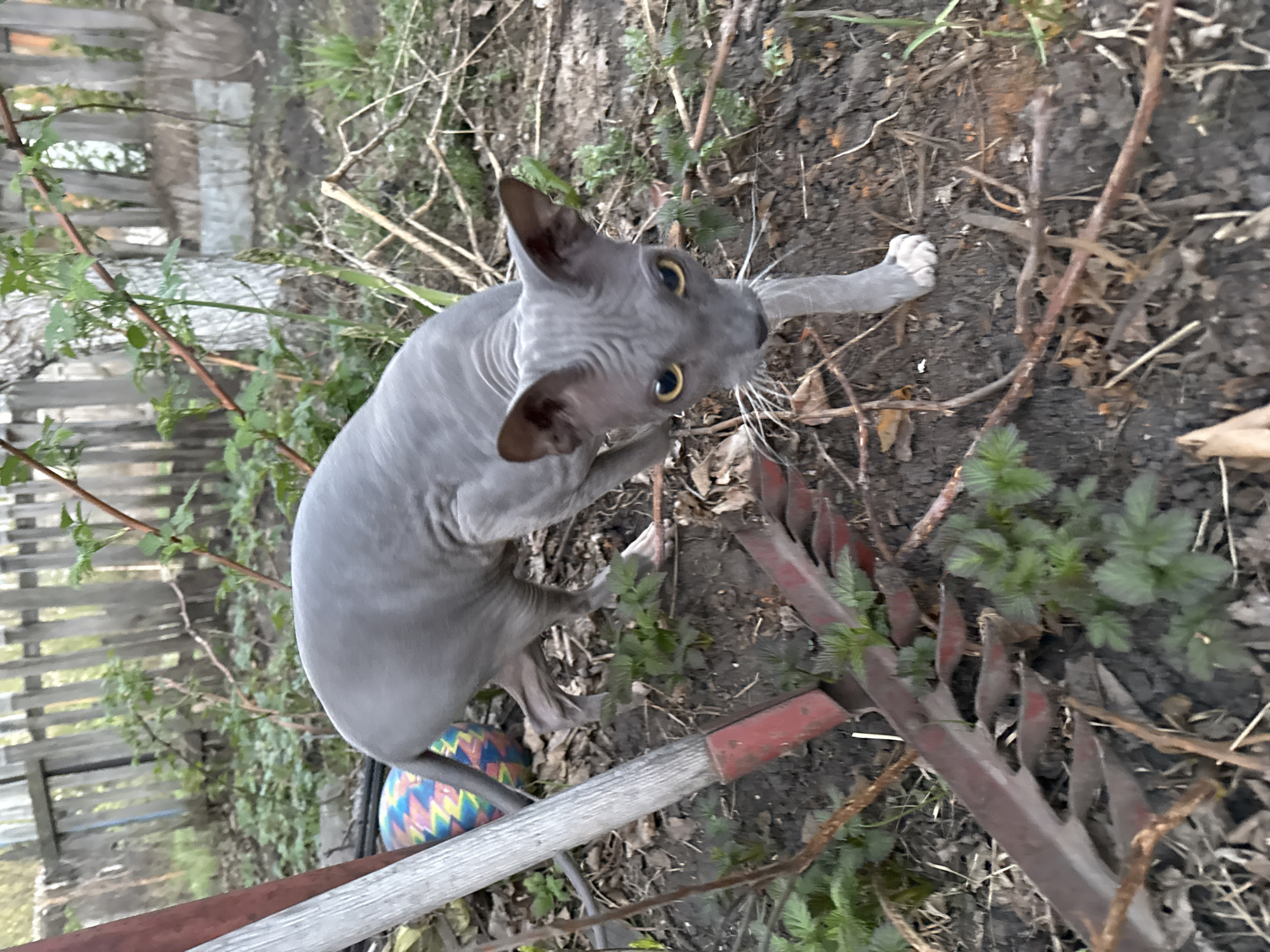 A gray Sphynx cat is standing in a yard. The cat is looking upwards with its yellow eyes. The ground is covered with dirt, sticks, and some green plants. There is a colorful ball visible near the cat's tail. A section of a weathered wooden fence is visible in the background. A gardening rake with a red handle is in the foreground. The location is an urban environment.