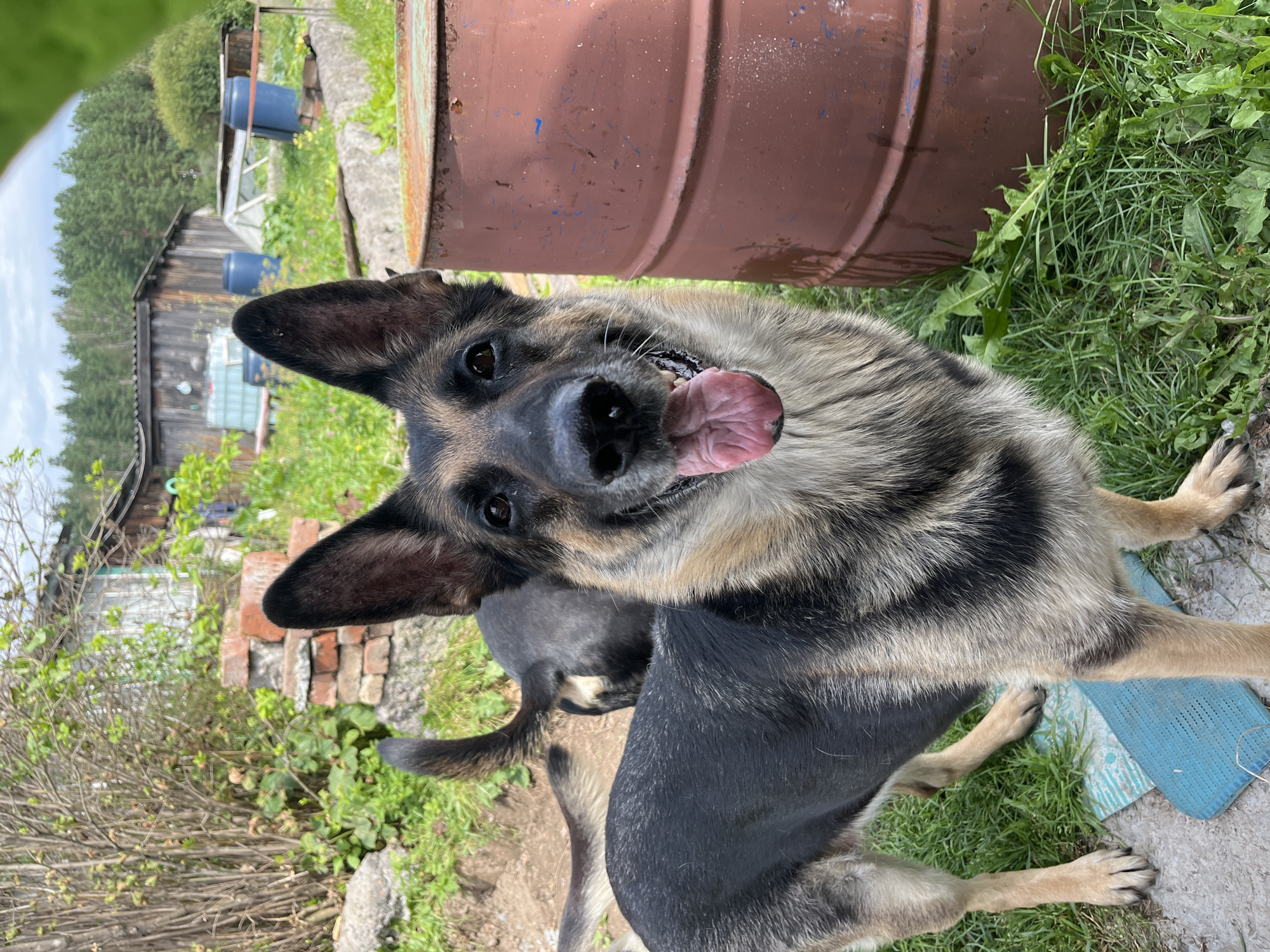 A German Shepherd stands in a grassy, outdoor area, looking directly at the camera. The dog has black and tan fur and its mouth is open, with its tongue visible. Behind the German Shepherd, another dog, also black and tan, is partially visible. In the background, there are wooden structures, barrels, and greenery. The scene appears to be a rural or semi-rural setting. The image does not contain enough information to determine a specific location within the city of Nizhny Tagil, Russia.