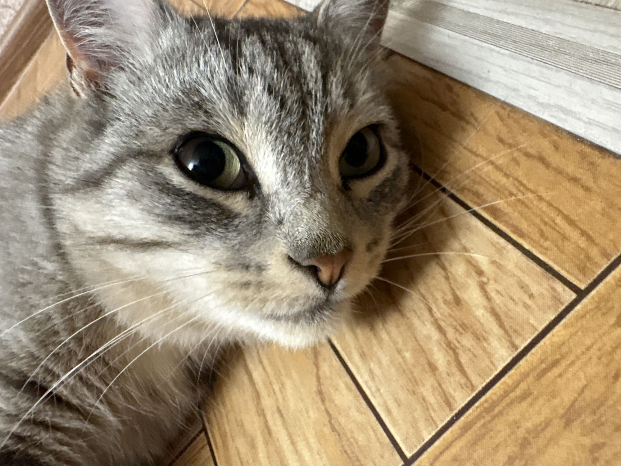 The image shows a close-up of a tabby cat lying on a wooden floor. The cat's head is tilted, and it is looking towards the camera with its eyes open. The cat has grey and black stripes on its fur, and its eyes are green. The floor is made of wooden planks with a wood grain pattern. There is a white striped object on the right side of the image, which appears to be a baseboard or a rug. The image does not contain any information that would indicate its location in Vetluzhsky, Russia.