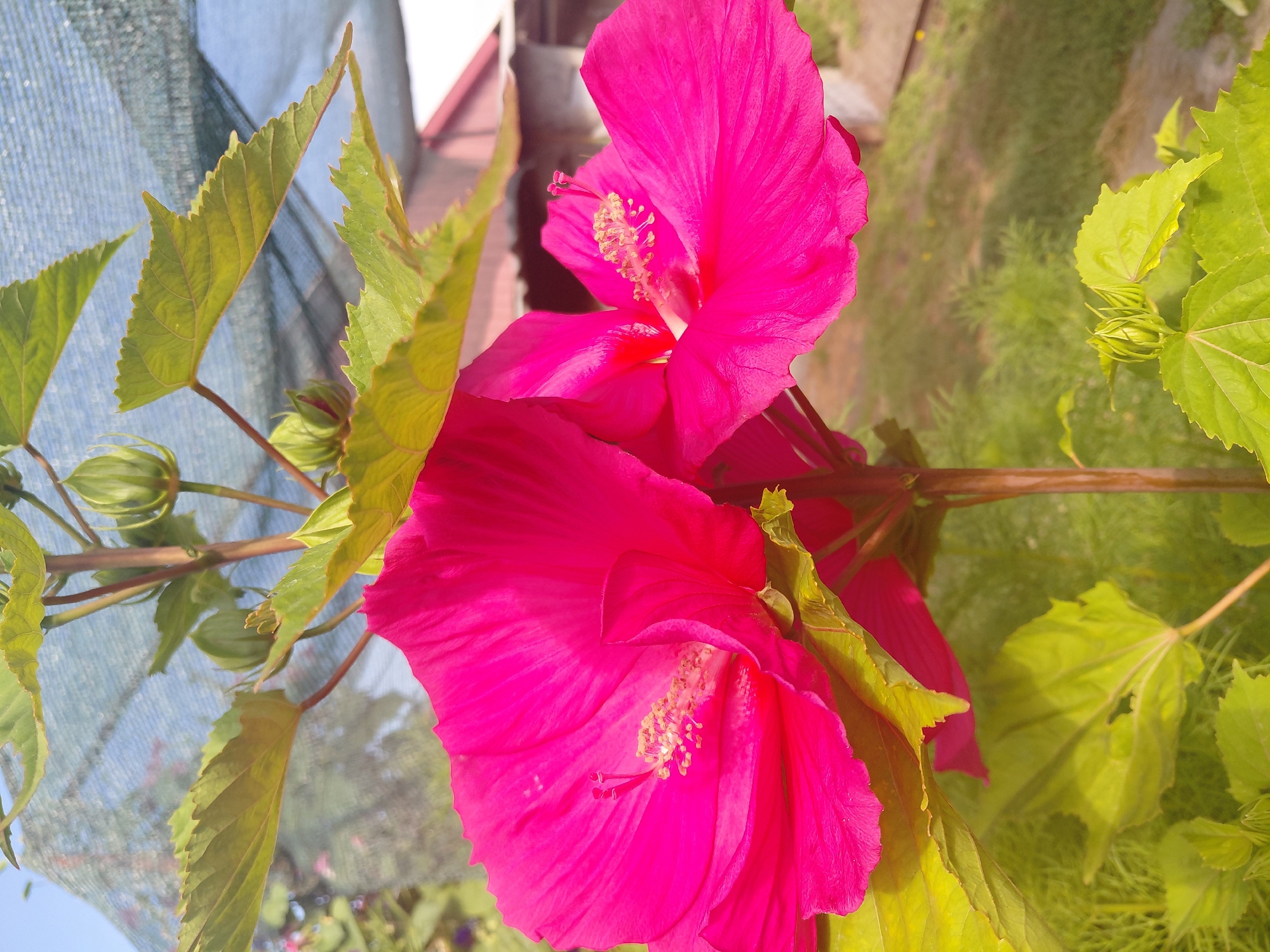 A close-up, eye-level, outdoor shot features two bright pink hibiscus flowers in the foreground, with their stamens and pistils prominently displayed. Green leaves with serrated edges surround the flowers, and several green flower buds are also visible. In the background, a blurred structure with a red roof and a blue mesh netting are discernible. The overall environment appears to be a garden or greenhouse.