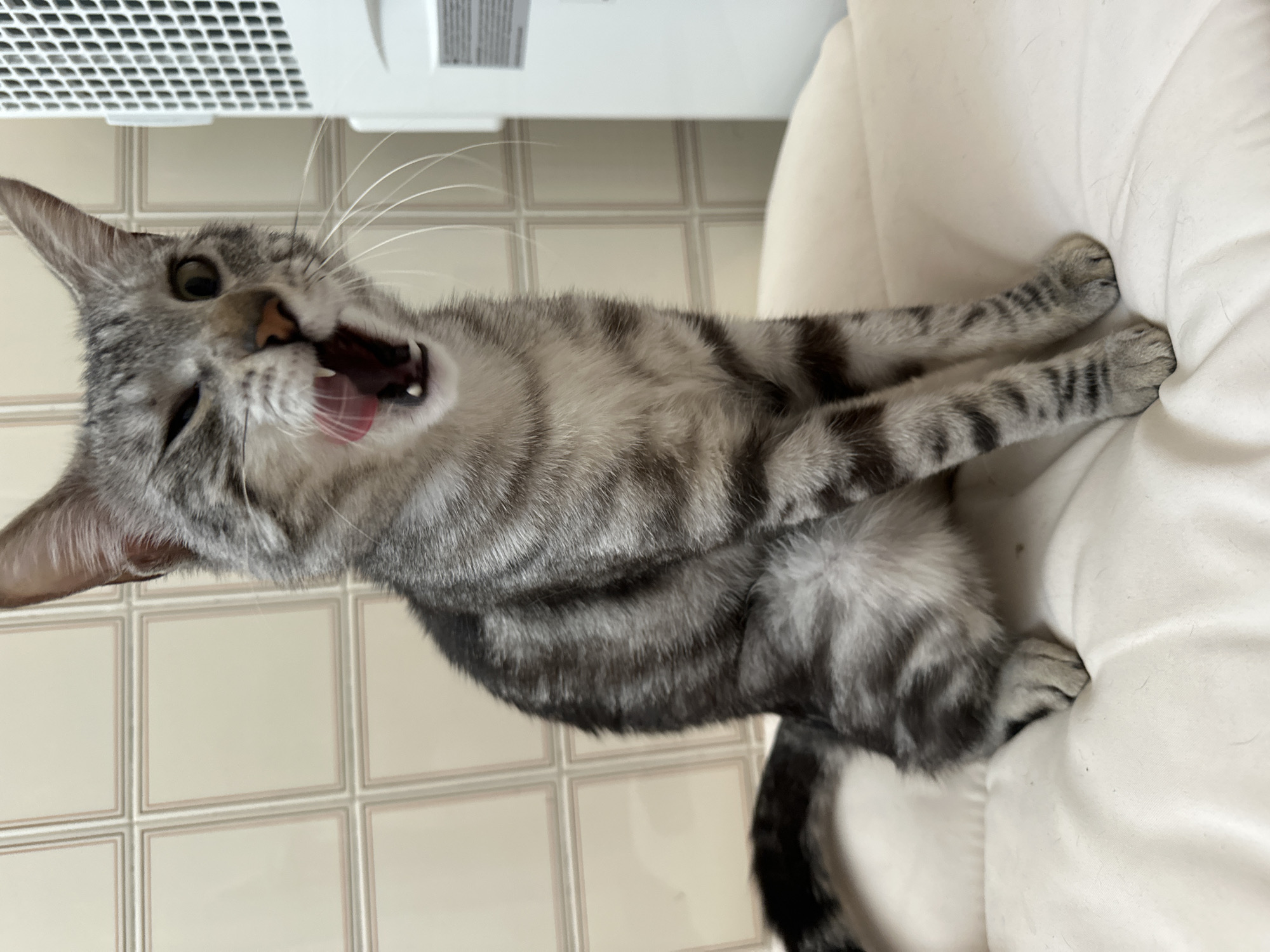 A gray tabby cat is yawning while lying on a white surface. The background includes a tiled wall and a white appliance. The image was taken indoors. There is no information in the image regarding location in the city of Villa Pasquali, Italy.