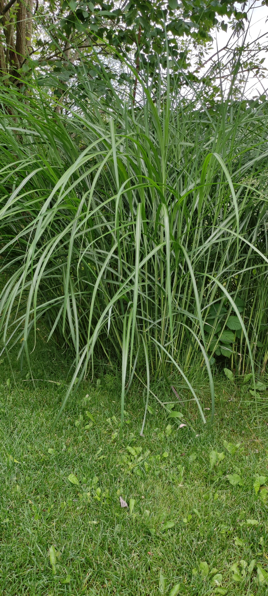 A dense clump of tall, green ornamental grass with long, arching blades is the central focus of the image. The grass is set against a backdrop of blurred green foliage and tree trunks. The foreground is a well-maintained lawn of shorter, vibrant green grass, dotted with a few small leaves and what appear to be dandelions. The lighting suggests it is daytime, likely overcast or in the shade, as there are no strong shadows. The scene appears to be in a garden or park setting within the city of Rosinka, Russia. There are no people or animals visible in the frame.