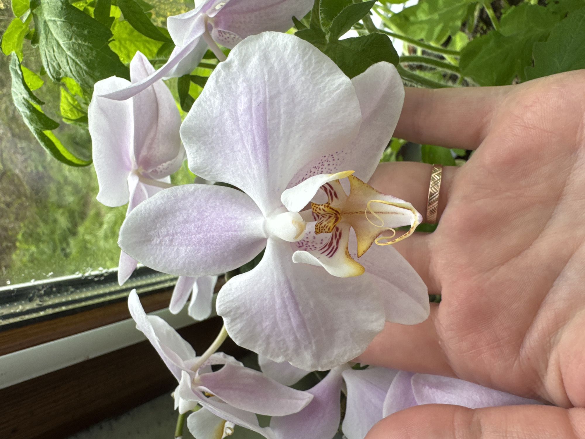 The image depicts a close-up of several light purple orchids, likely indoors, with a hand partially visible on the right side. The orchids are in bloom, displaying intricate details in their centers, with some having yellow and reddish-brown markings. Behind the orchids, there are green leaves and a window with an indistinct view of a garden or outdoor space. The lower edge of the window is visible, suggesting the orchids are located near a window. The hand obscures part of the orchid. The location in Раздолье, Russia, cannot be confirmed and is not apparent from the image itself.