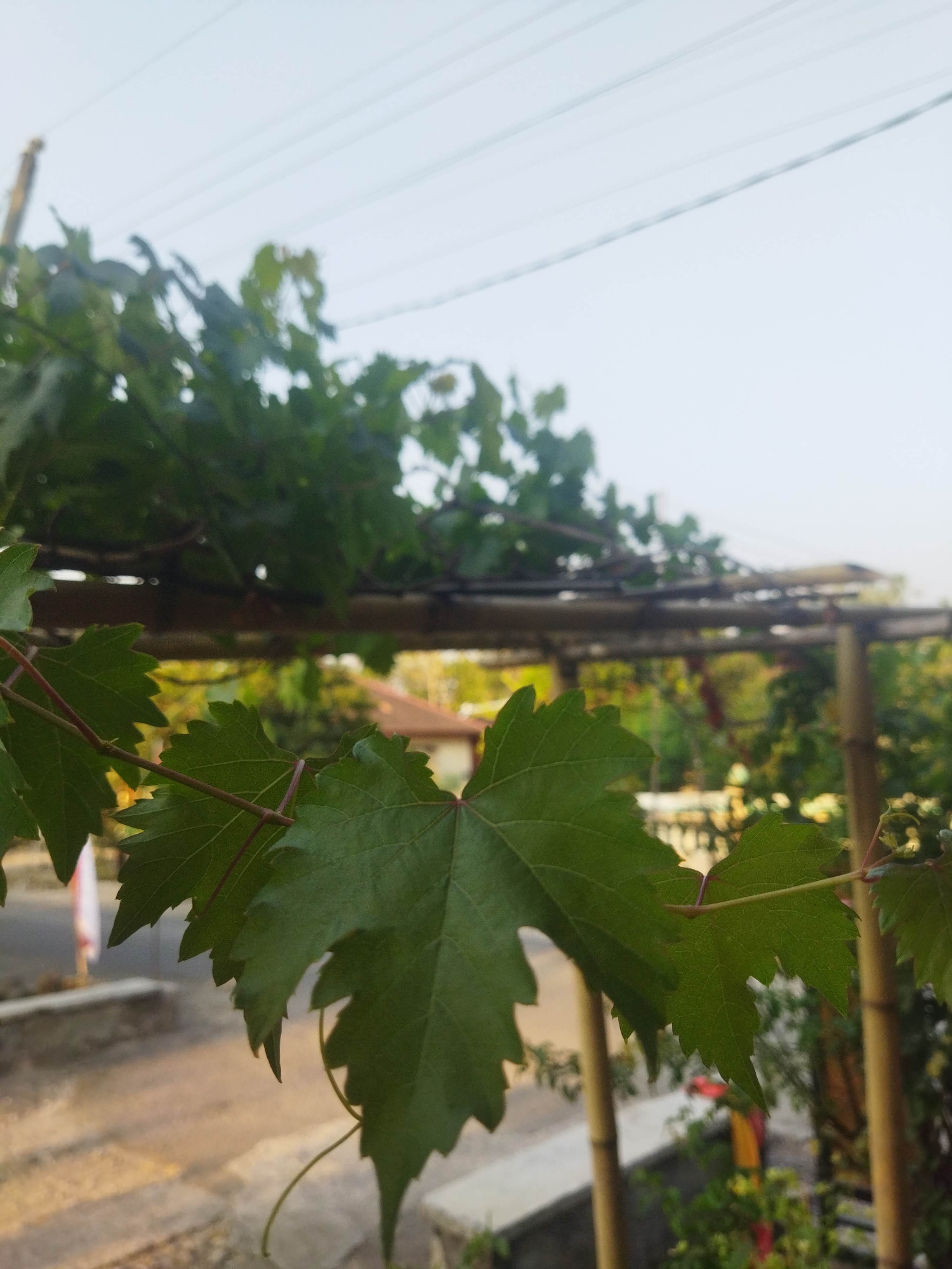 In Suci, Indonesia, the image captures a close-up view of green grape leaves in the foreground, with their serrated edges and prominent veins clearly visible. These leaves are part of a vine that extends across a rustic pergola made of bamboo and horizontal wooden beams. Beyond the pergola, the background is blurred, showing a residential area with a house featuring a terracotta-colored roof. The scene is bathed in the soft light of either sunrise or sunset, casting warm tones on the environment and creating a serene outdoor atmosphere. Electrical wires are visible against the pale sky, suggesting the presence of a developed urban or suburban area.
