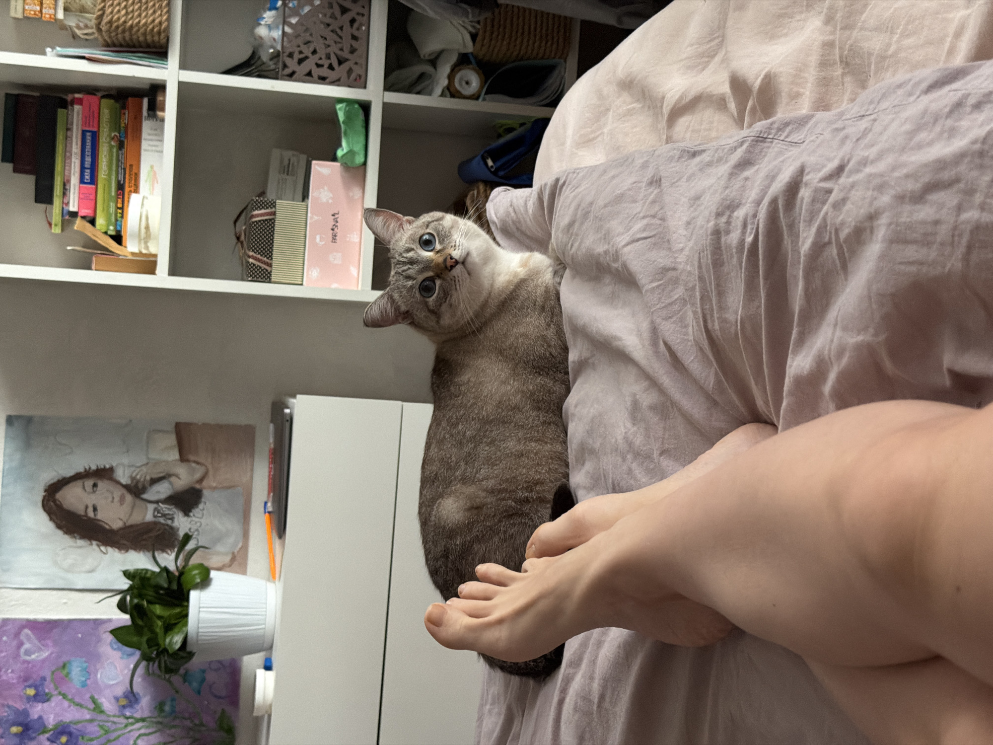 This indoor photograph, taken in Perm, Russia, presents a candid domestic scene. The image is rotated 90 degrees clockwise, showing a curious lynx-point or tabby cat with piercing blue eyes as its central subject. The cat looks directly at the viewer with an inquisitive expression, positioned on light-colored, crumpled bedding that covers what appears to be a bed.
In the foreground, the bare feet and lower legs of a person are visible, resting casually on the same bedding, suggesting a moment of relaxation or waking up.
To the left of the cat, a white modular bookshelf occupies the background. Its compartments are filled with various items: several books, some with discernible Russian titles on their spines such as "СИЛА ПОДСОЗНАНИЯ" (The Power of the Subconscious Mind) and "ГОРМОН" (Hormone). Other shelves contain a woven basket, decorative containers, and a pink box with the text "BRSAL" partially visible.
Below the bookshelf, two pieces of artwork are displayed on the wall. The upper piece is a portrait of a woman with long dark hair, and the lower one features purple flowers and green leaves. A small potted green plant in a white fluted pot sits on a white cabinet directly beneath the artwork. The scene is illuminated by ambient light, indicative of daytime, and conveys a quiet, intimate atmosphere.