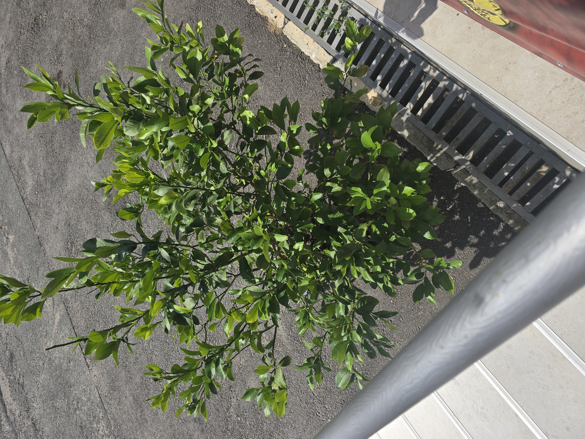 A young, leafy green tree is positioned on a paved surface next to a metal grate drain. The tree has multiple branches and numerous leaves, casting shadows on the asphalt below. The surrounding environment appears to be outdoors, with a grey, textured pavement and a light-colored railing in the foreground. The drain grate is made of metal bars and is embedded in concrete. The scene is illuminated by daylight, suggesting an outdoor setting. No people are visible in the image. The context suggests a location in Malko Tarnovo, Bulgaria, implying an urban or suburban environment with infrastructure elements like drains and paved areas.