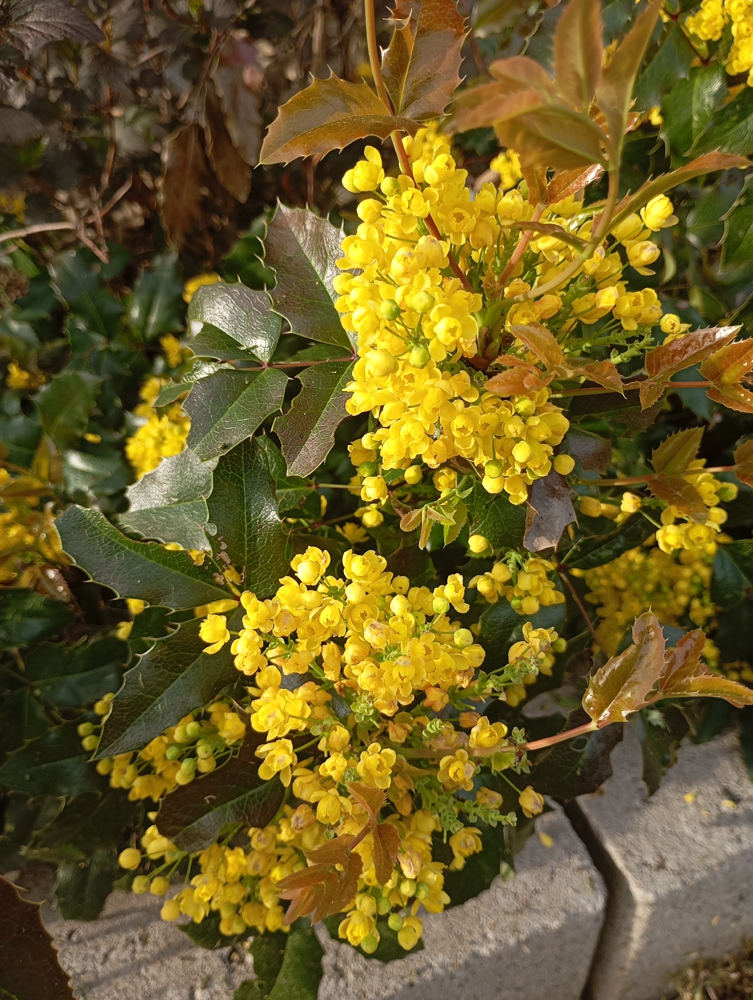 The image shows a cluster of bright yellow flowers and spiky, green leaves. The flowers are densely packed together in clusters. Some of the leaves are a reddish-brown color. The background is slightly blurred, but appears to be more foliage. The bottom right corner of the image shows a portion of a gray concrete surface with a crack. The location is Unknown, Unknown.